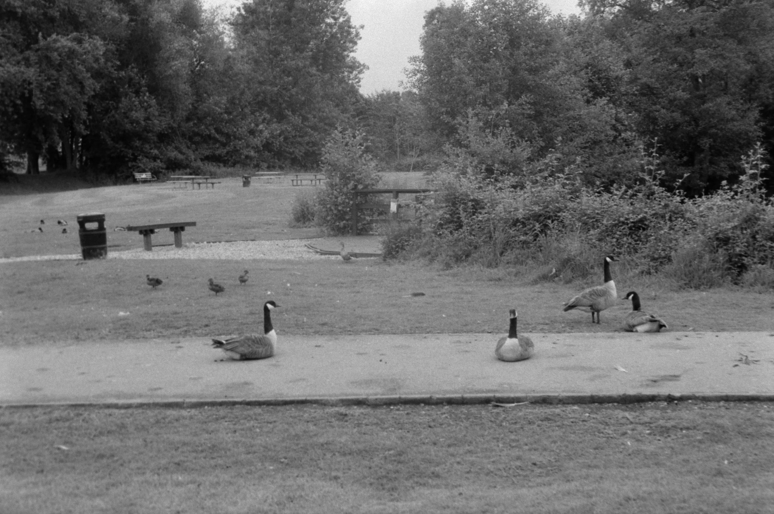 A black and white photo of a park with trees, picnic tables, and trash cans. In the foreground, there are several ducks and geese on the ground, with some sitting and others standing.