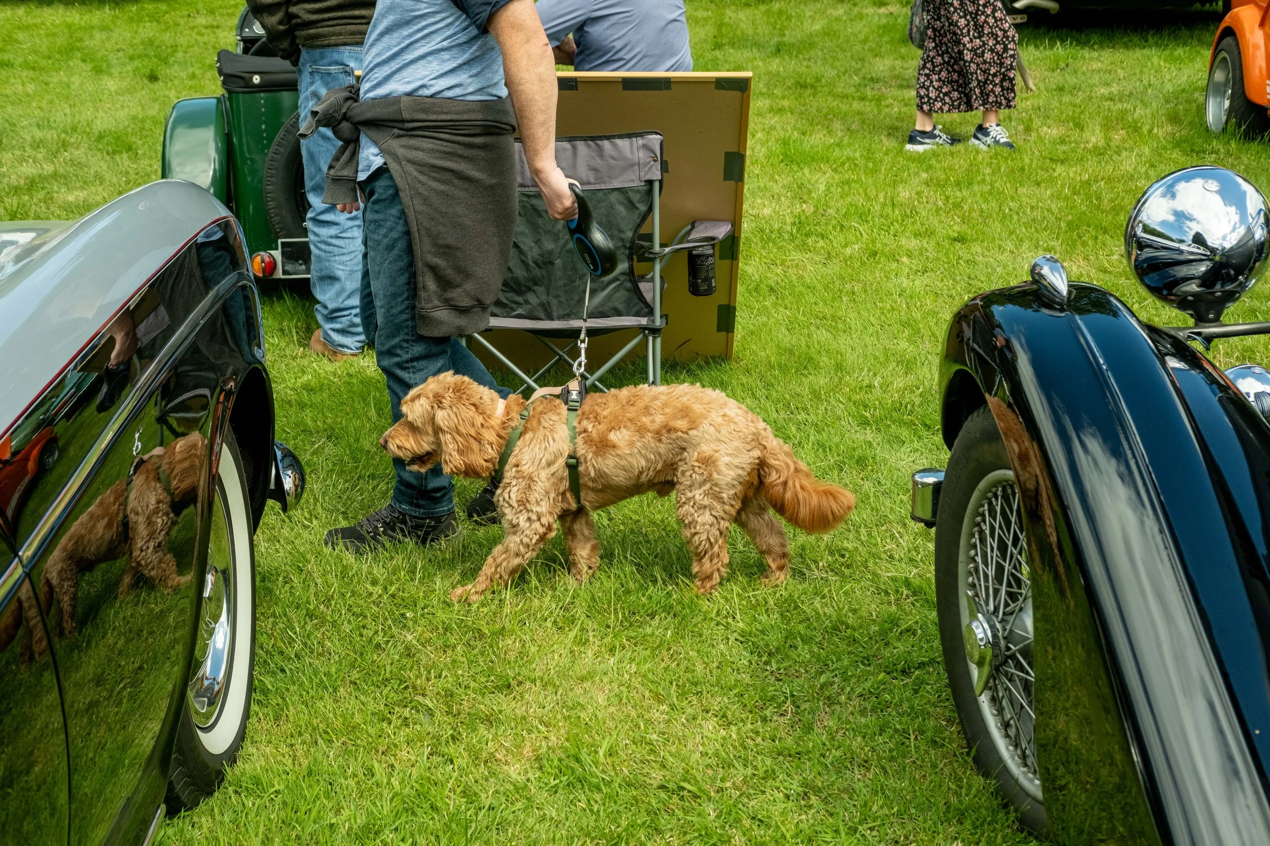 People standing on a grassy field, with a man holding a leash attached to a golden retriever dog. There is a black car on the left and a motorcycle on the right. A girl in a floral dress and sneakers is in the background.