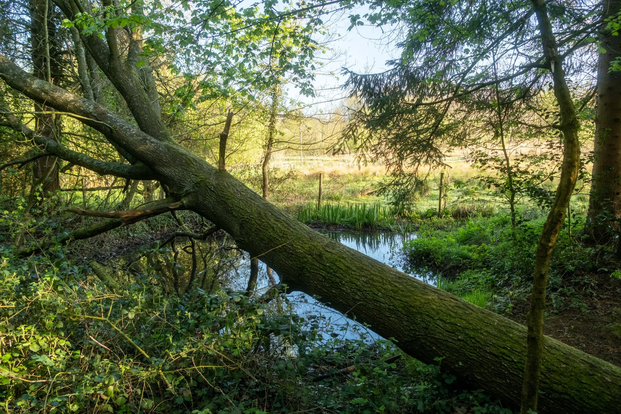DSCF8532.jpg