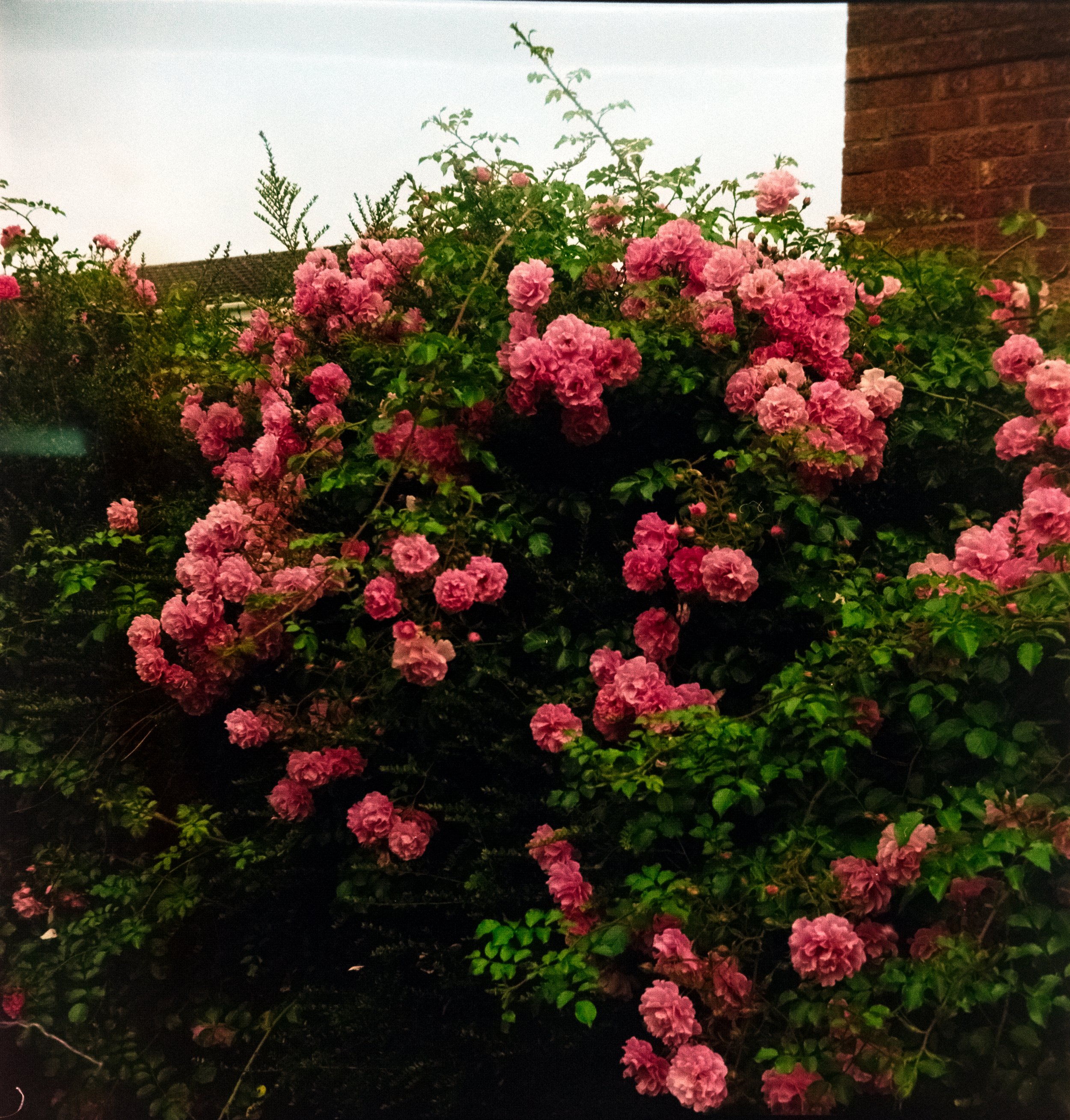 DSCF0288.jpg