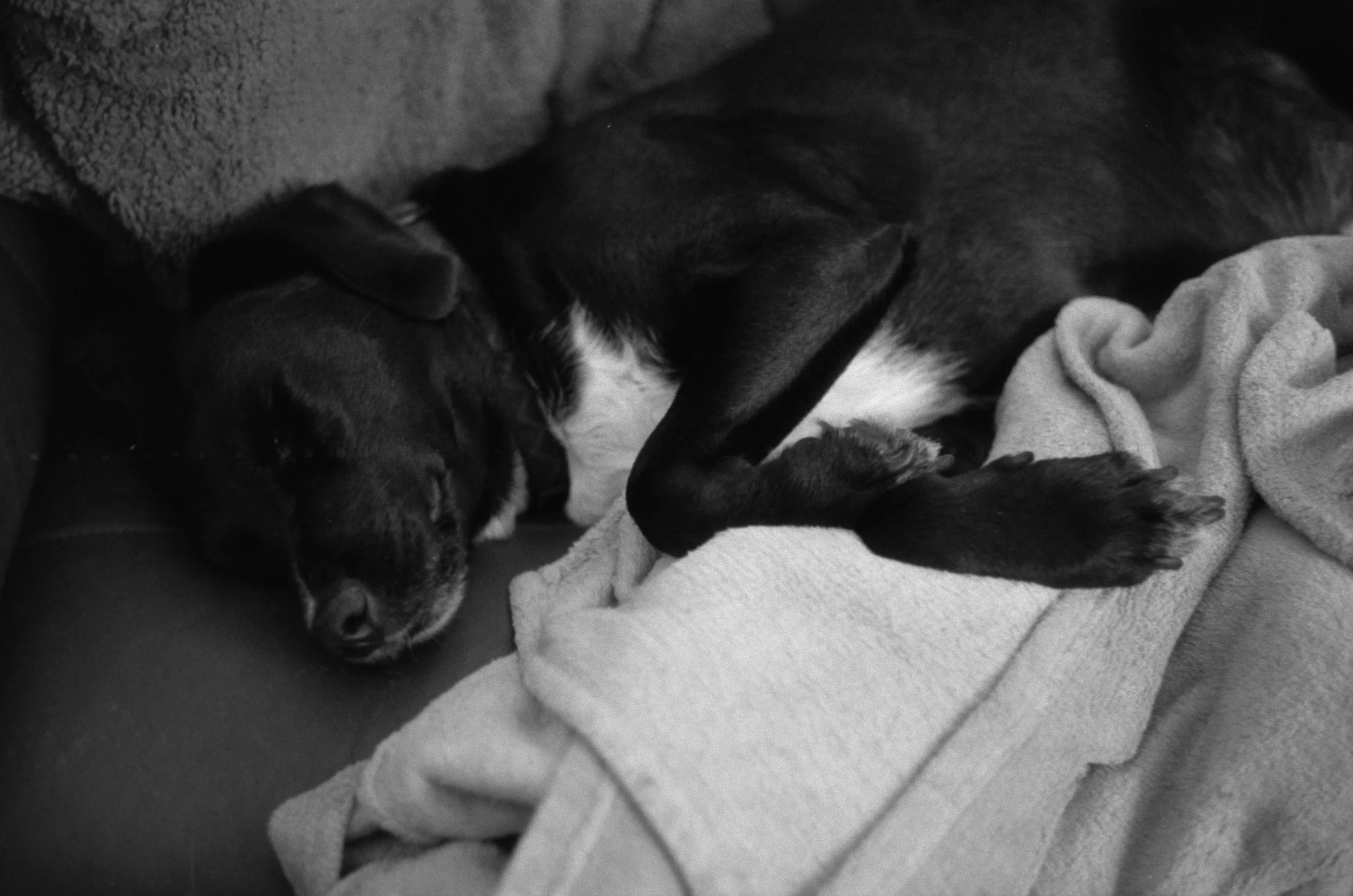 A black and white photo of a dog sleeping on a bed with blankets.