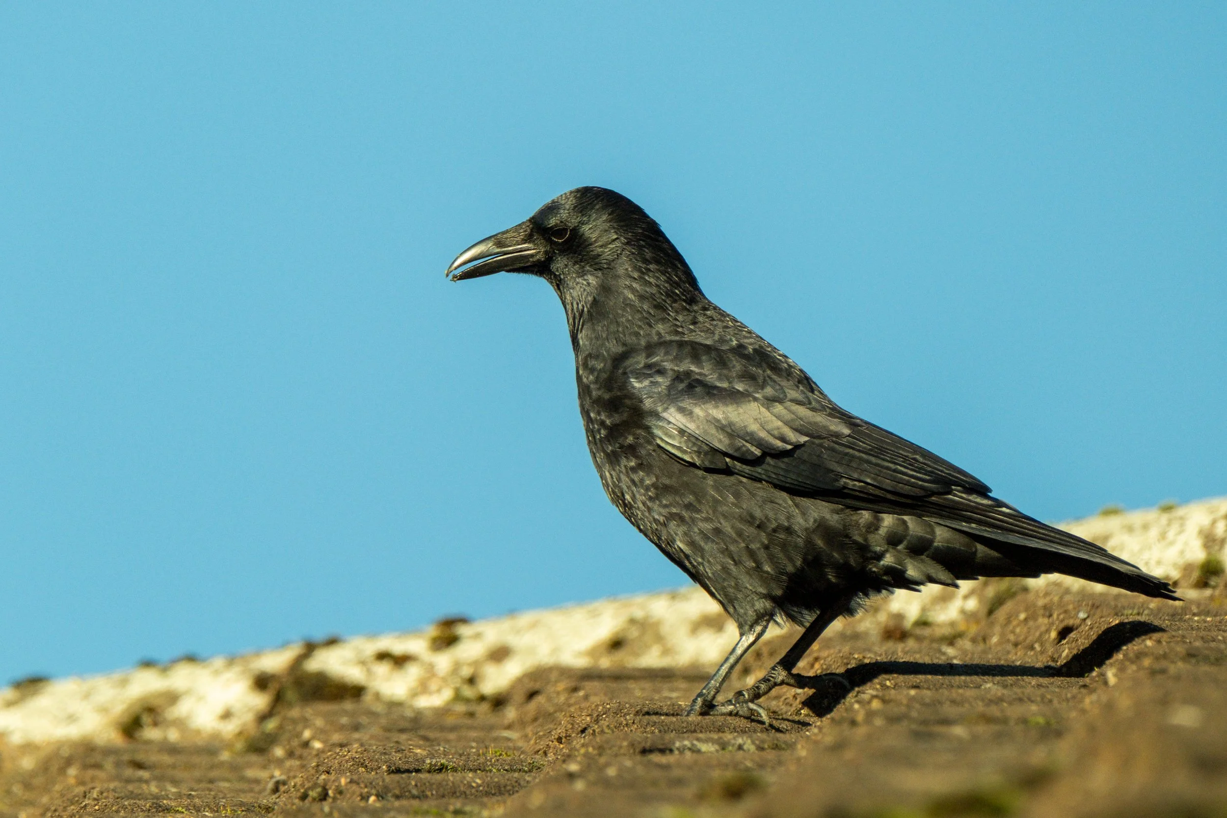 DSCF6654.jpg