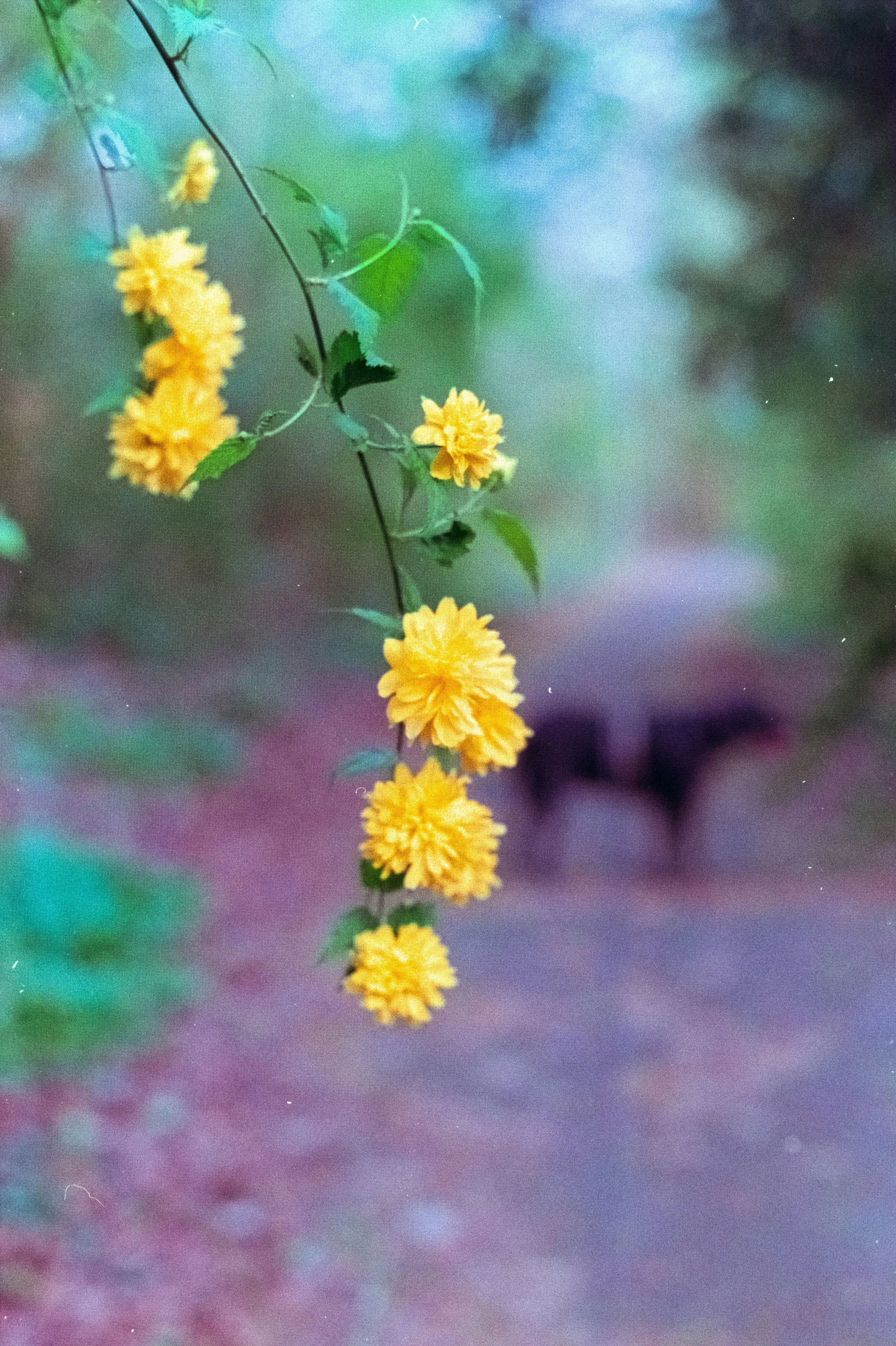 DSCF8283.jpg