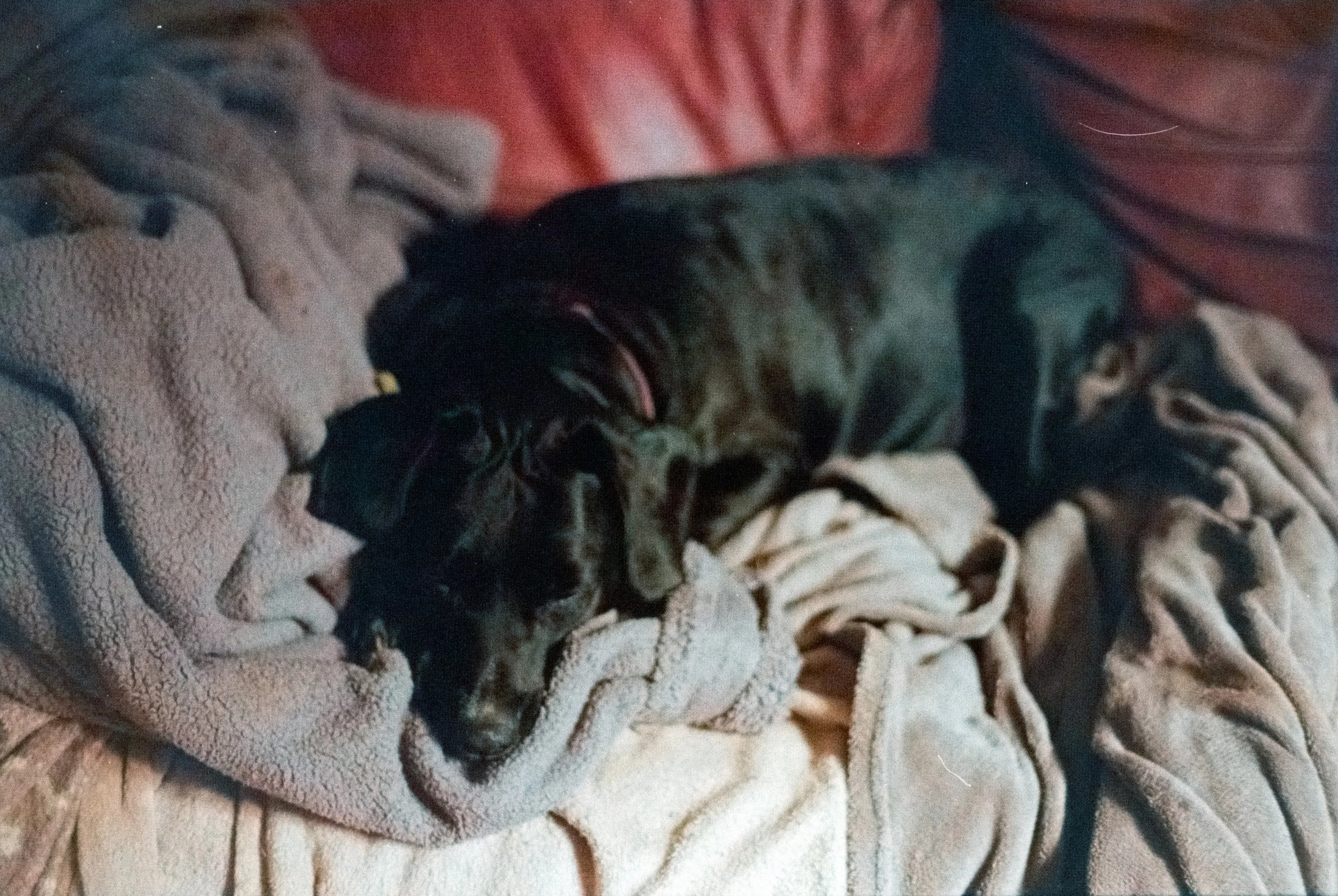 DSCF8260.jpg