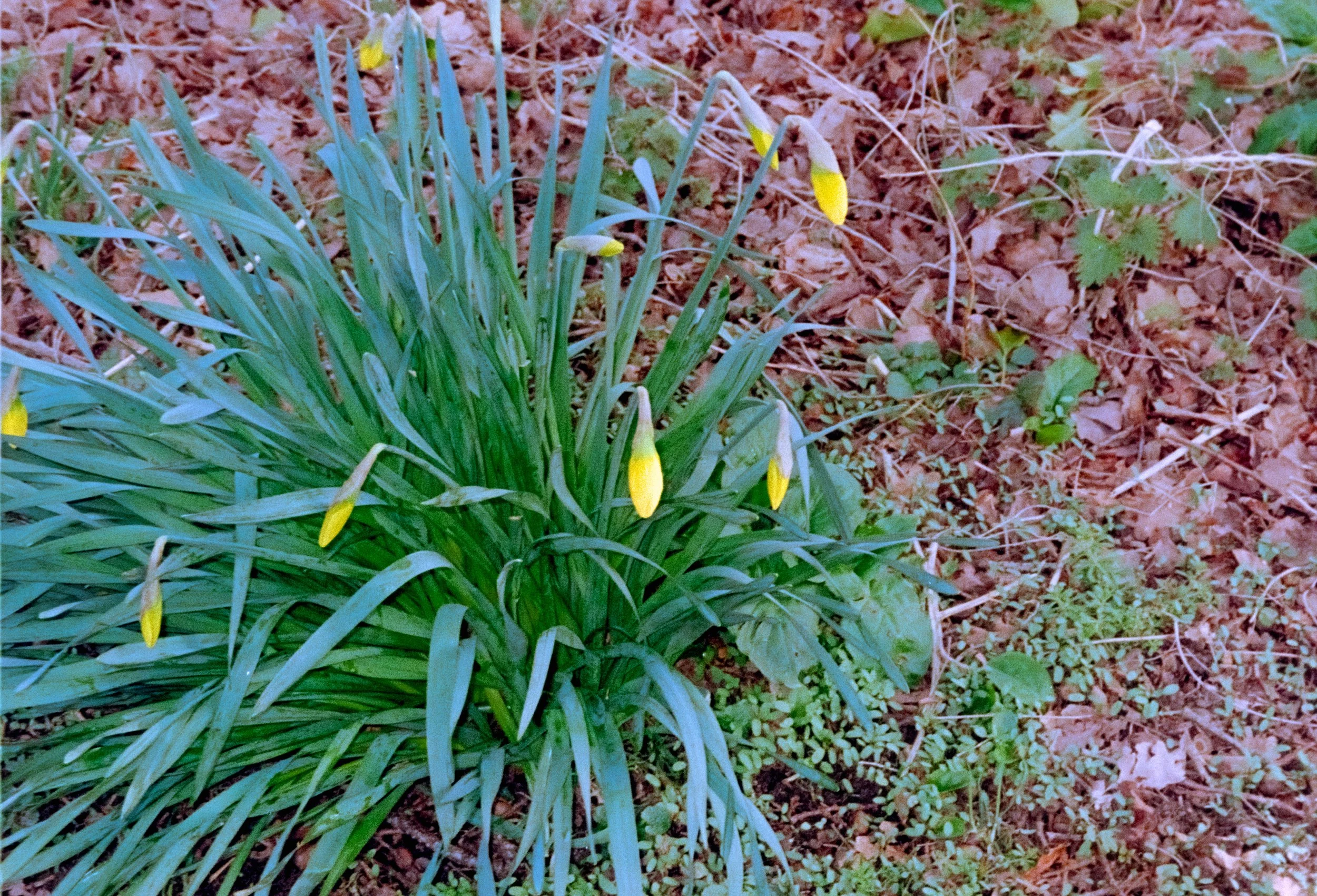 DSCF7594.jpg