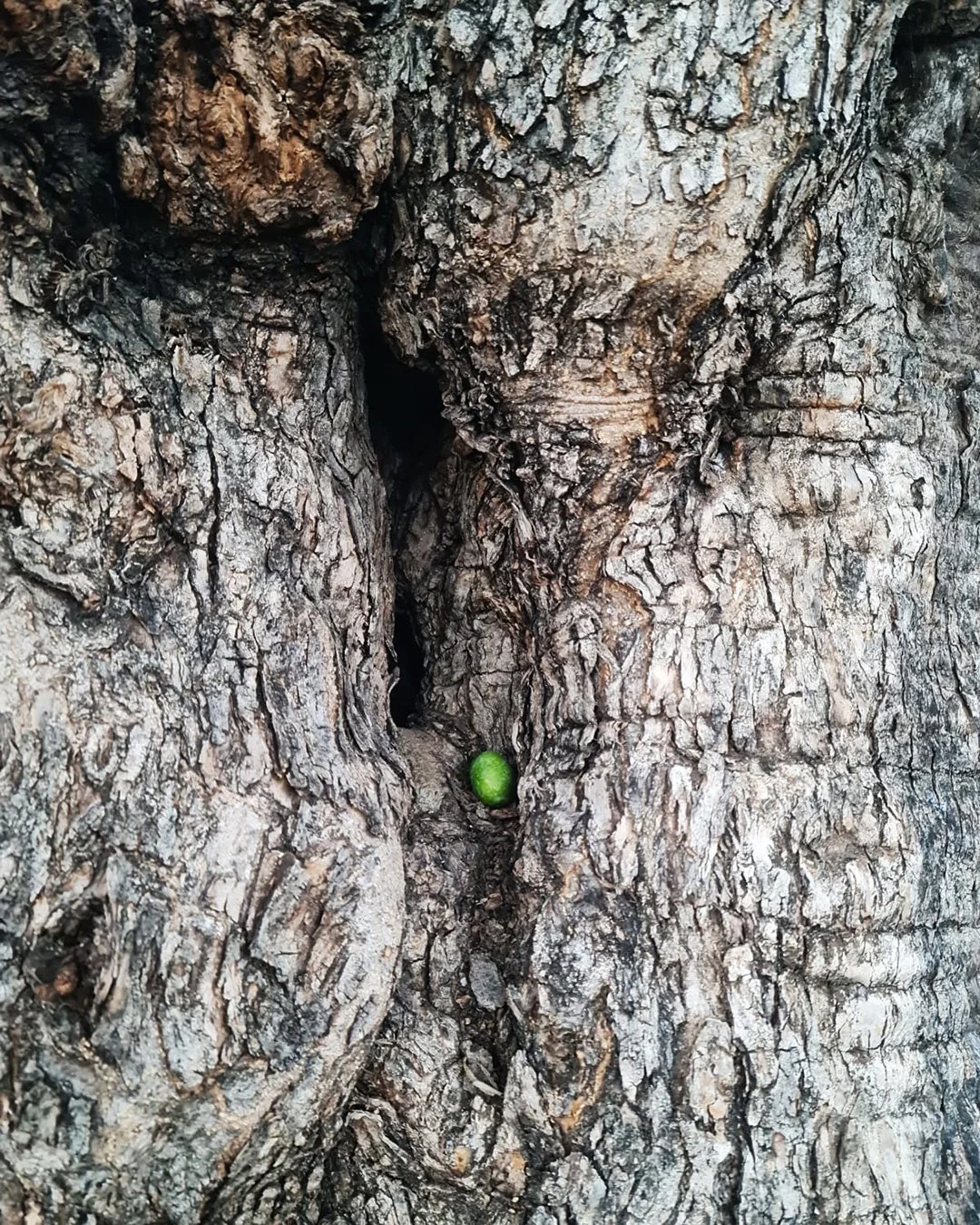 Detalle del tronco de un olivo