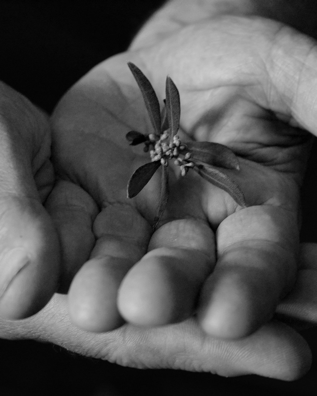 Manos con una flor de olivo