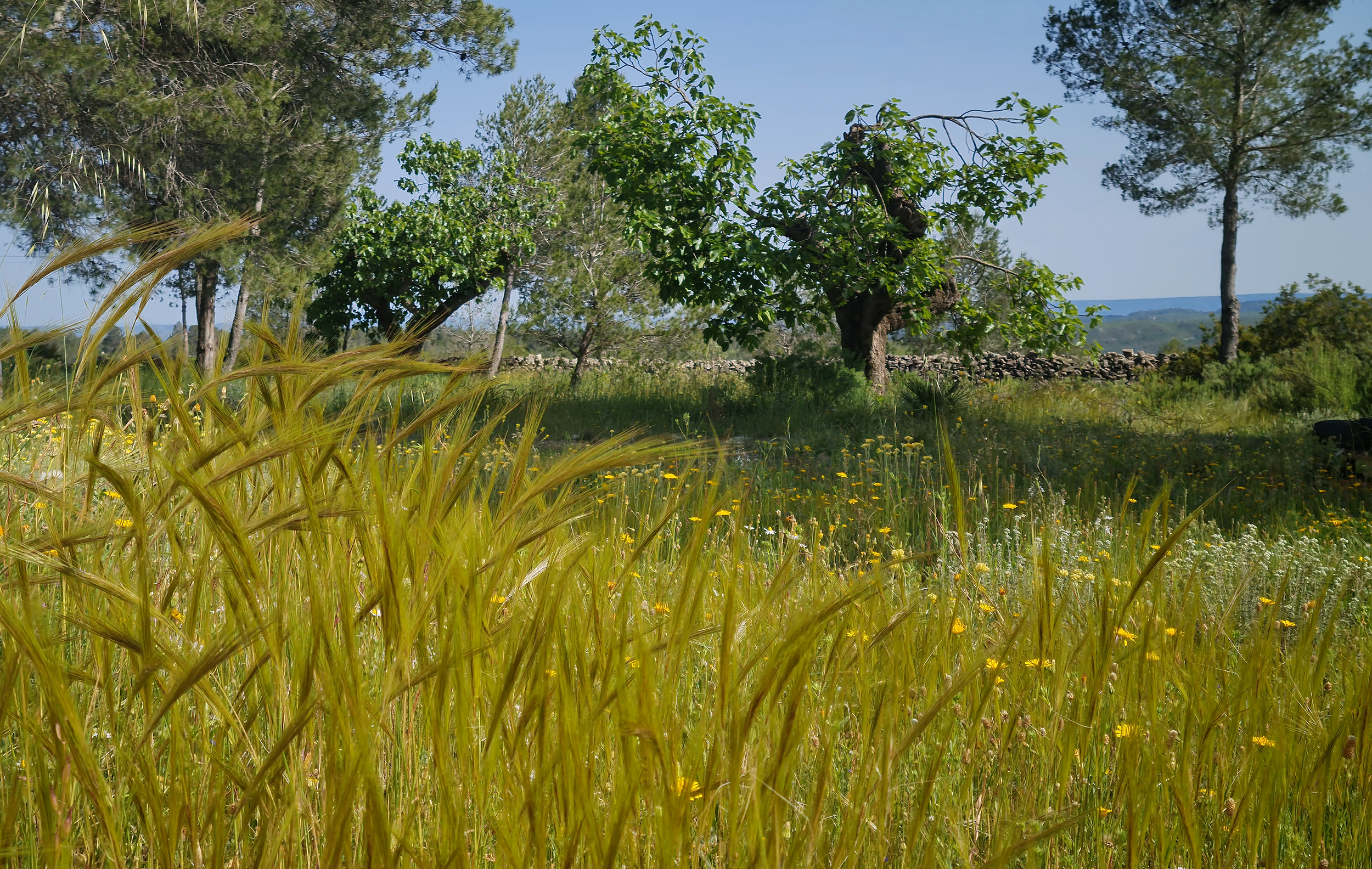 Paisaje mediterráneo interior Cogecha