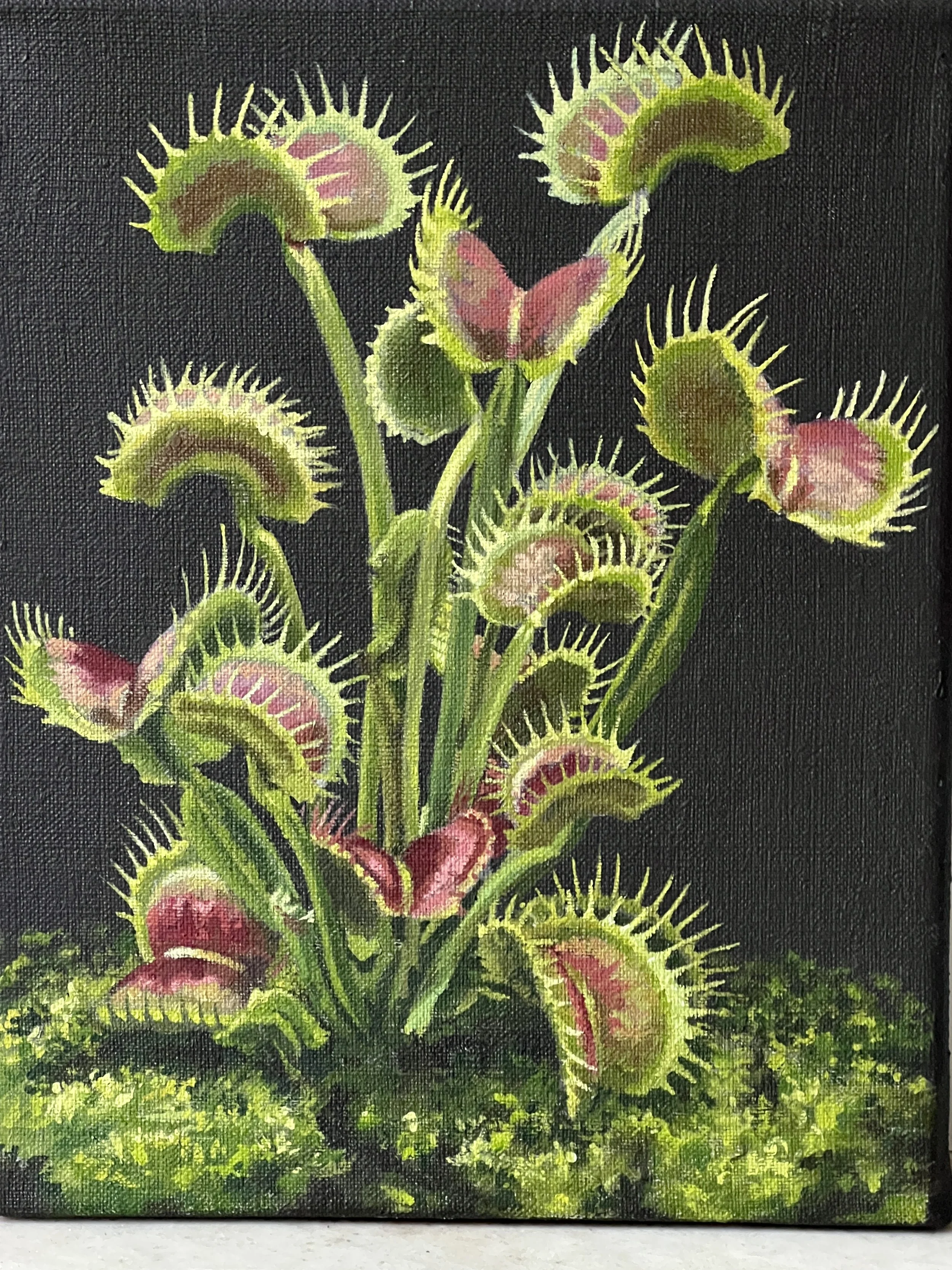 Carnivoria V no border.JPG