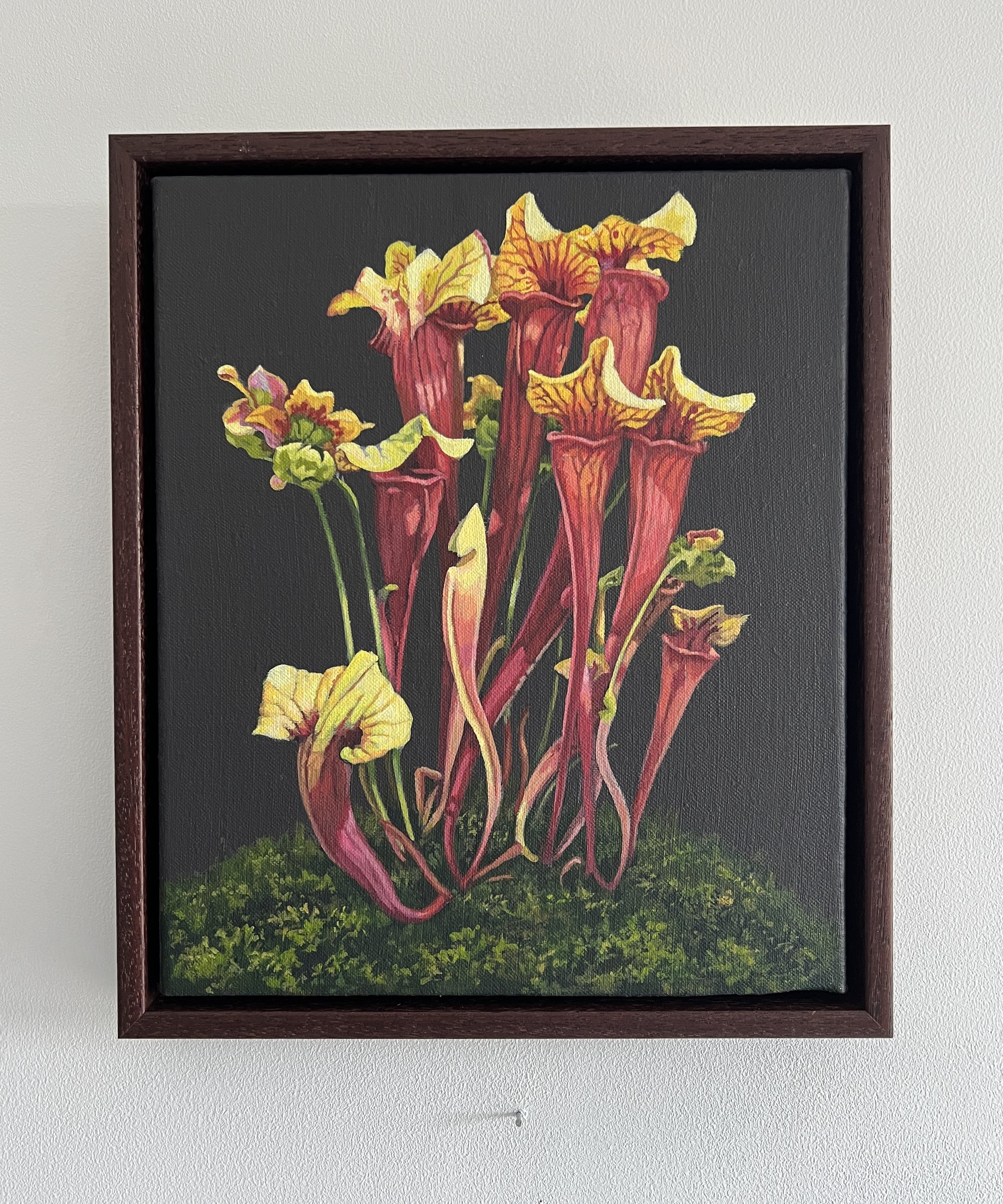 Carnivoria VII in frame.JPG