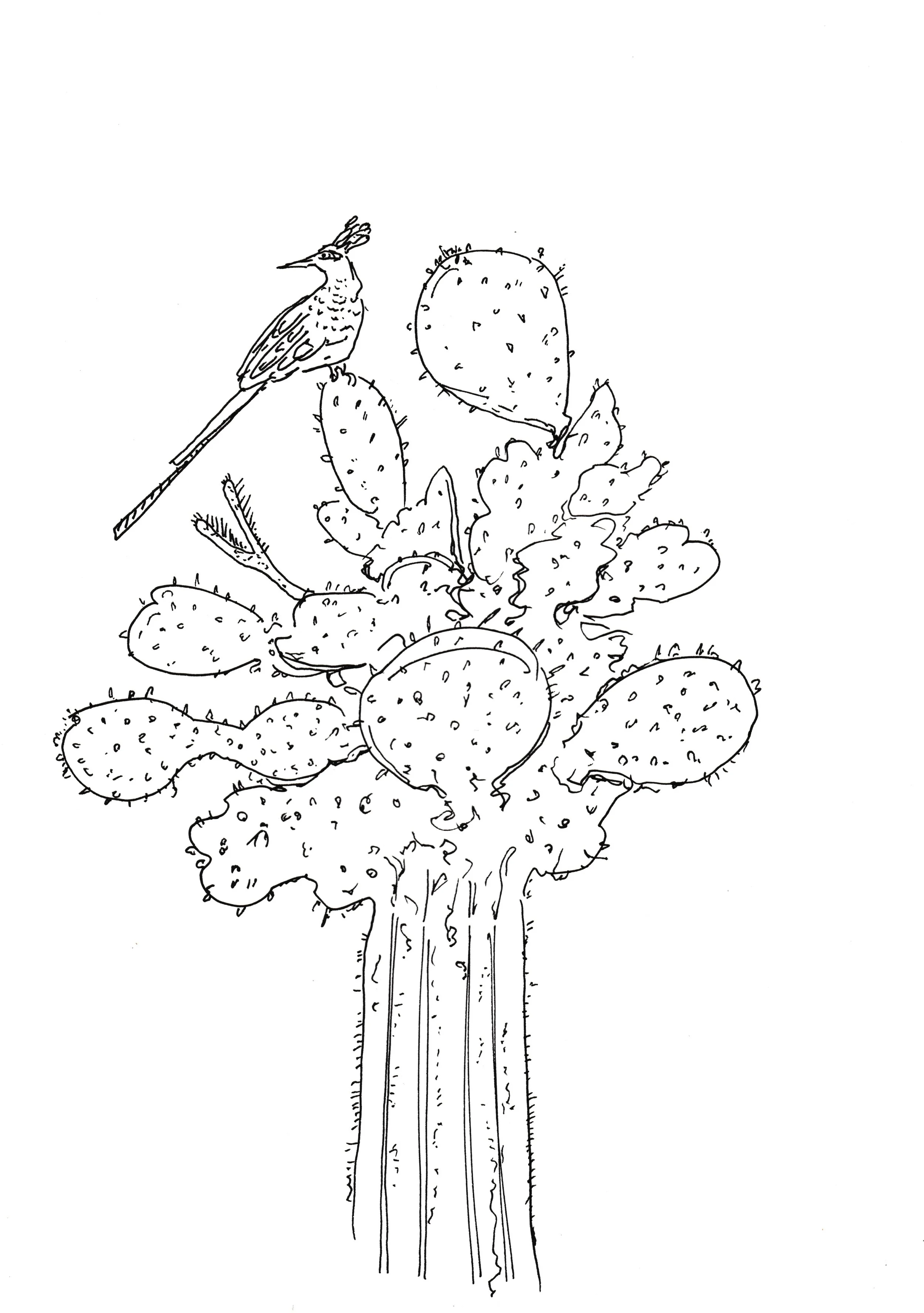 17 Mar 26 cactus with bird.jpeg
