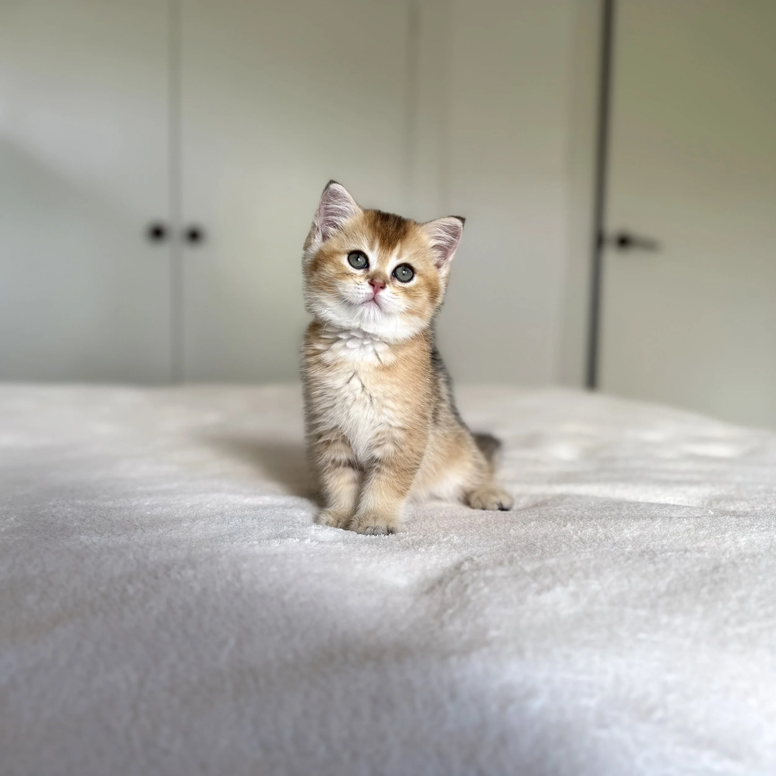 Quentin - Brittish Shorthair