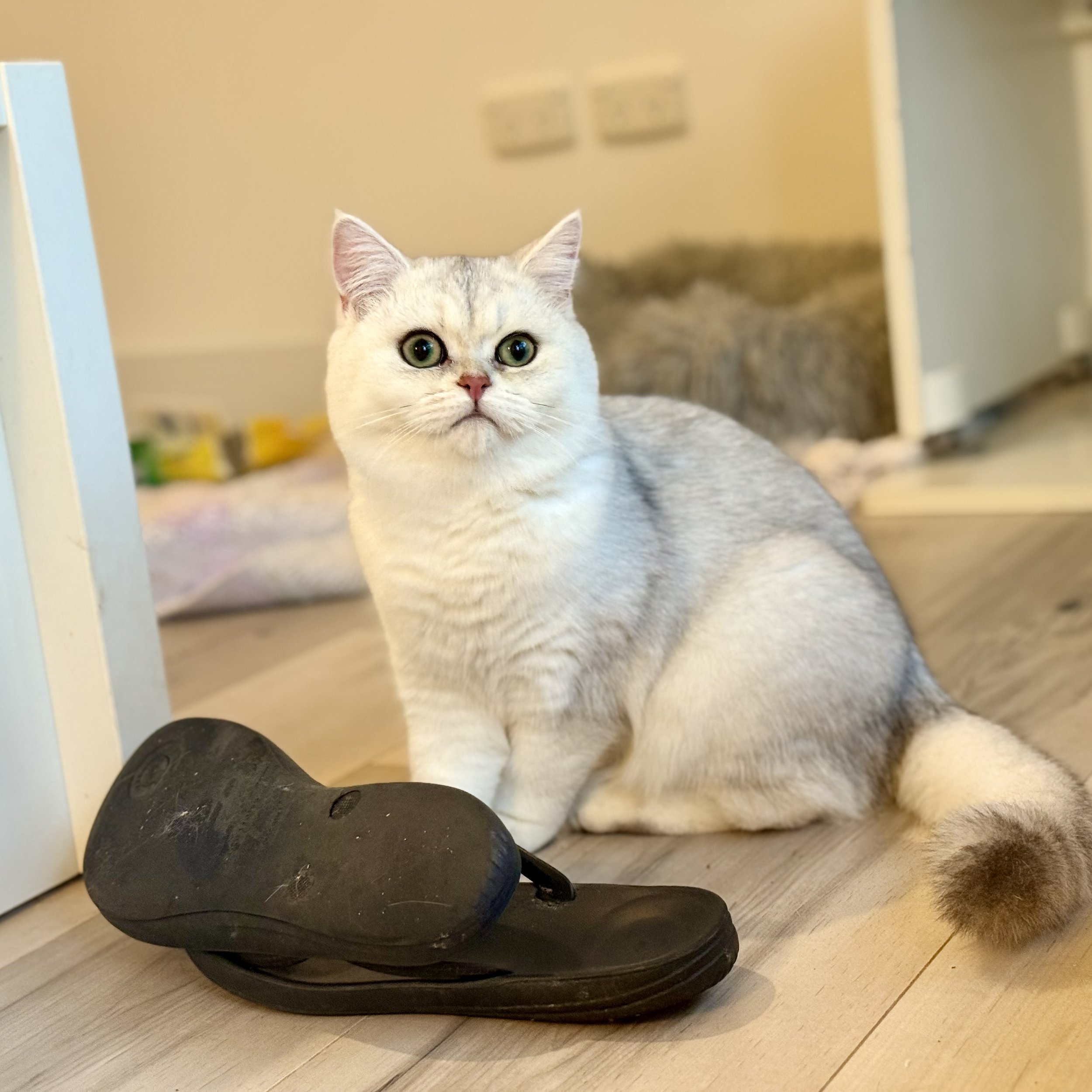 Serafina - British Shorthair
