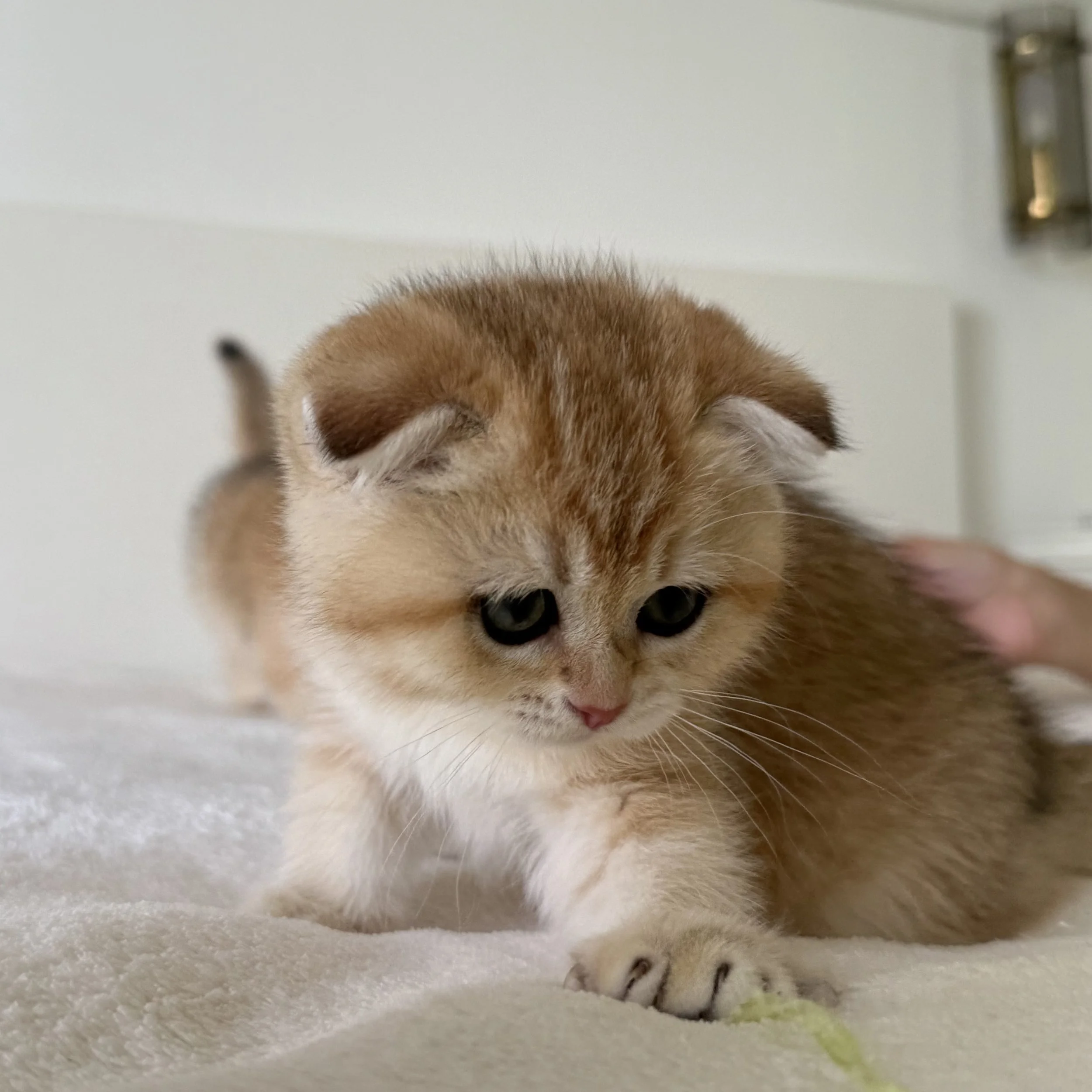 Polina - Scottish Fold