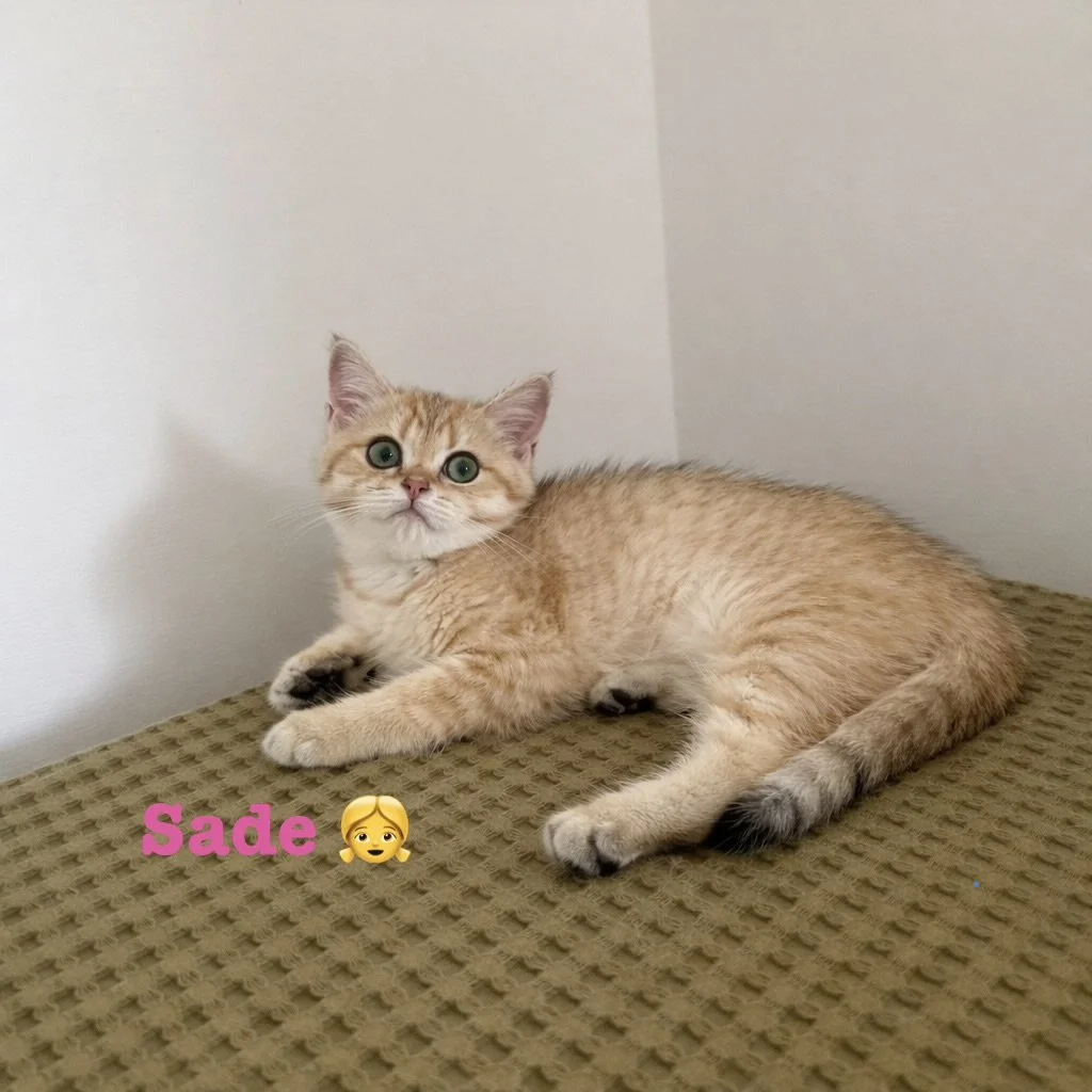 Sade - British Shorthair