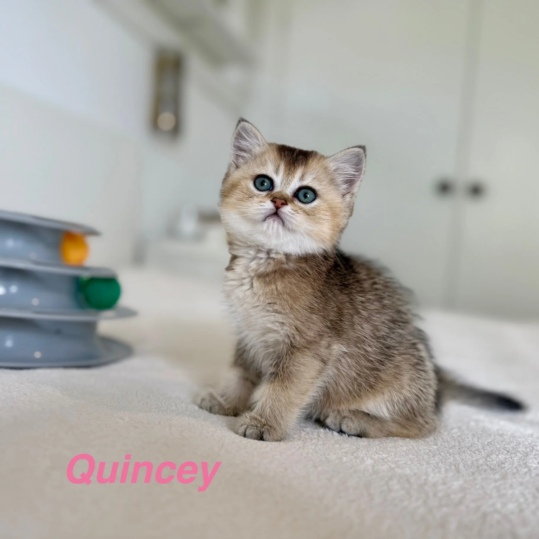 Quincy - Brittish Shorthair