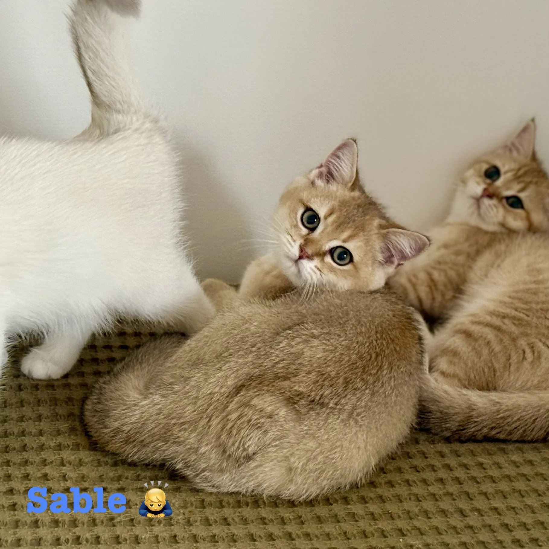 Sable - British Shorthair