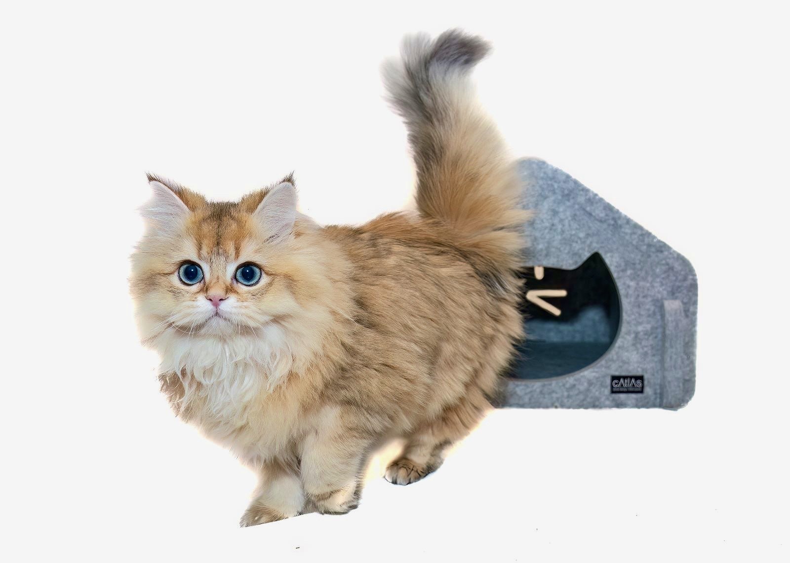 259094f3-4f1b-4812-a93b-dfbfe3f59cfb.jpeg