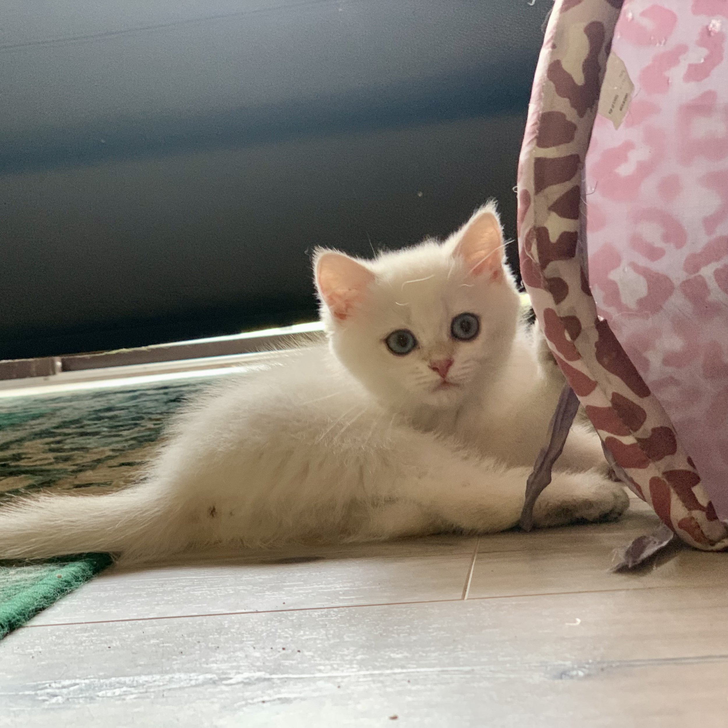 British Shorthair kitten - Silver Chinchilla - blue eyes