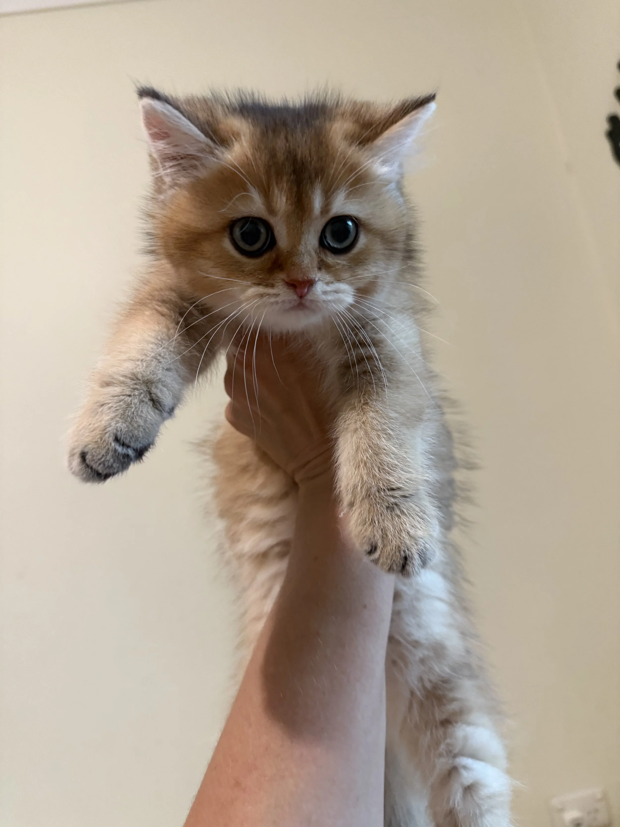 Rory - Brittish Shorthair