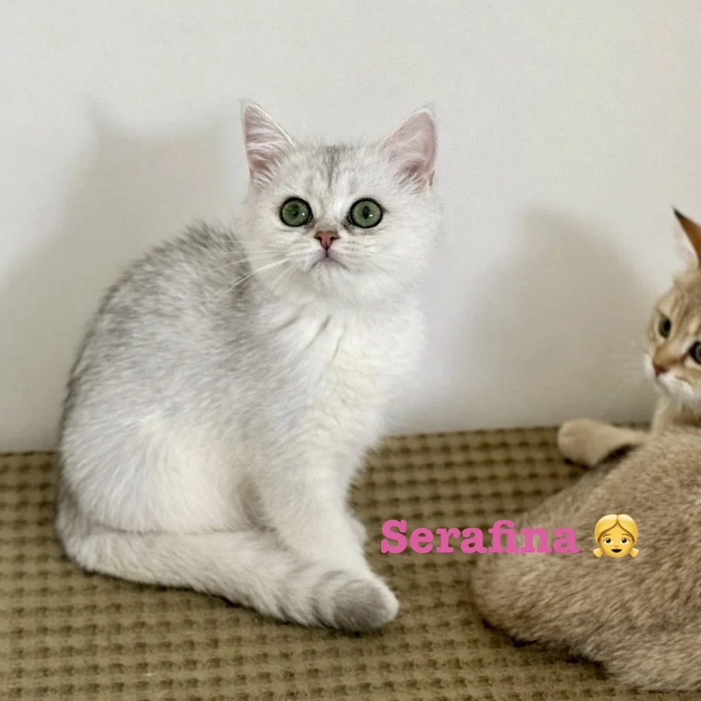 Serafina - British Shorthair