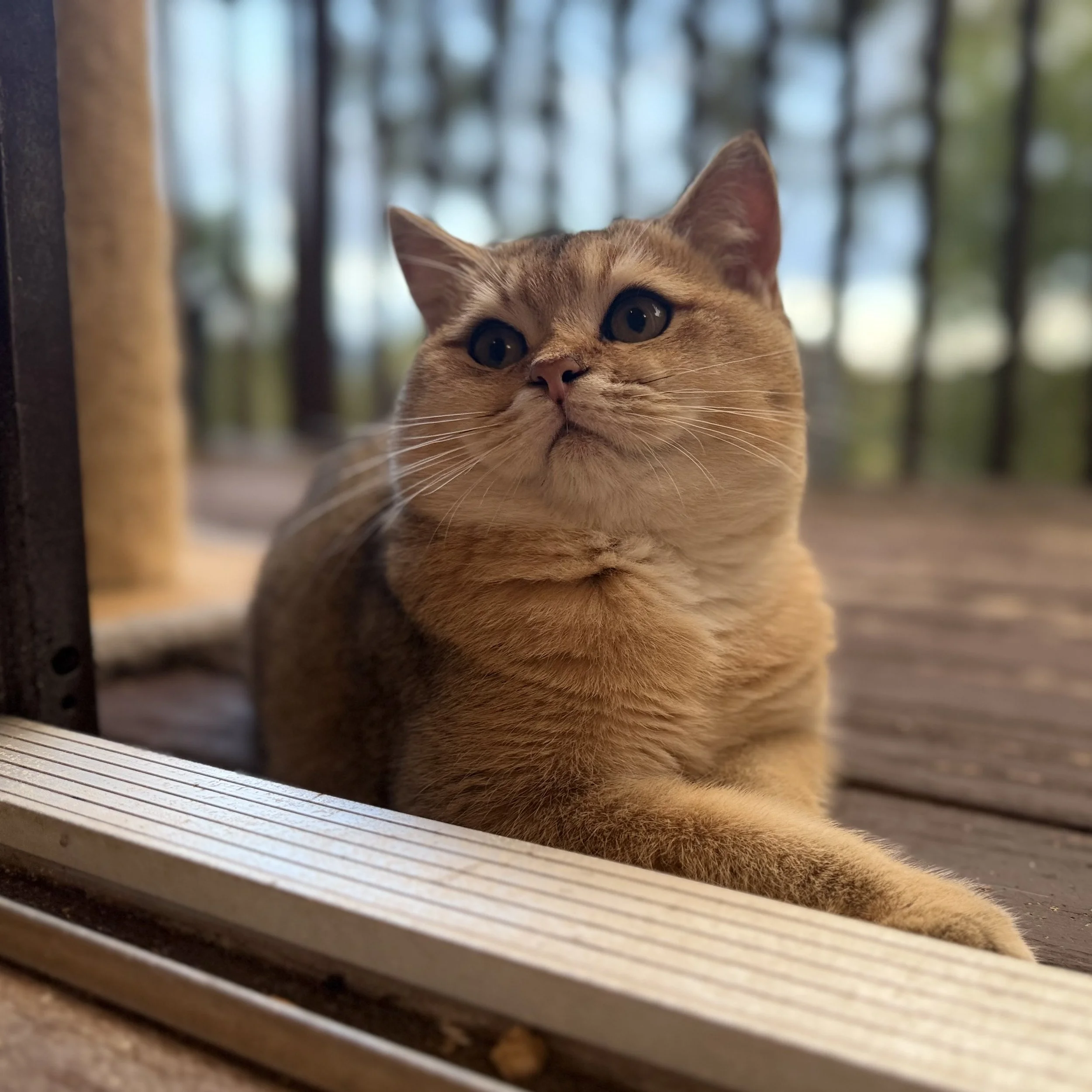 Ugo - British Shorthair