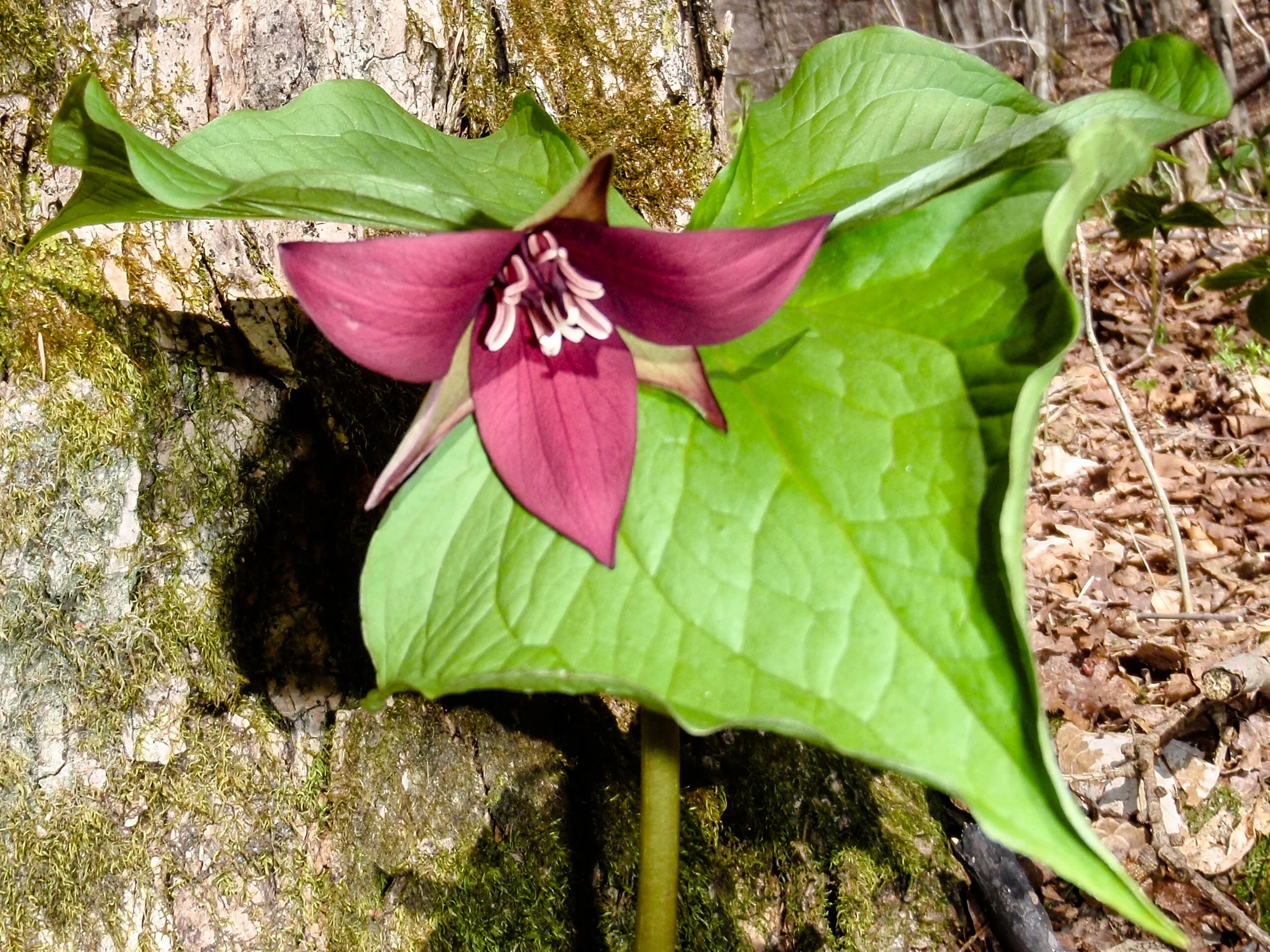 Howard Raab Memorial Spring Ephemeral Wildflower Hike — Catskill ...