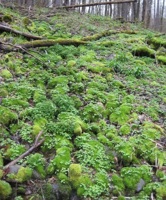 Balsam Mountain(RESCHEDULED)