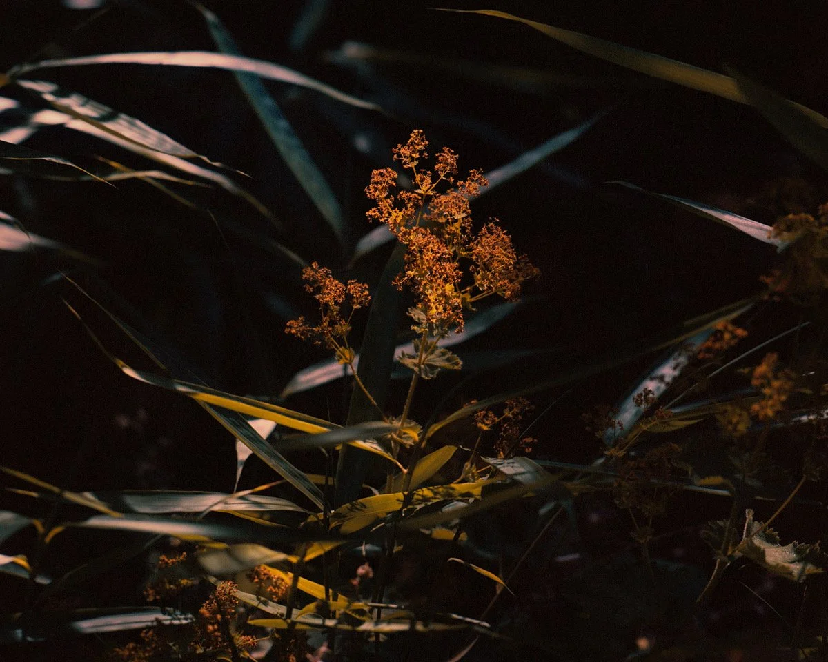nightblooms.jpeg