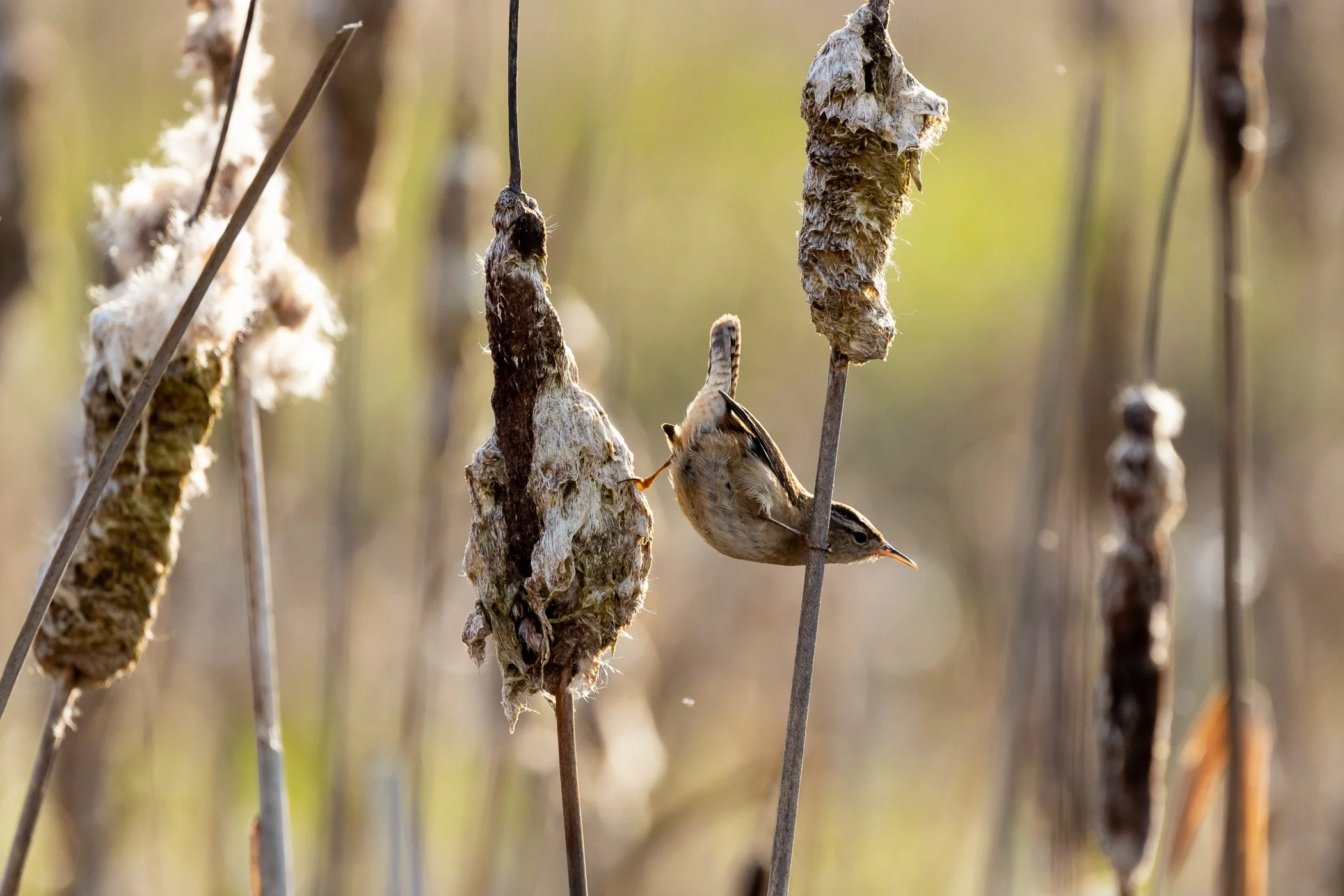 230_marsh_wren_sfw.jpg