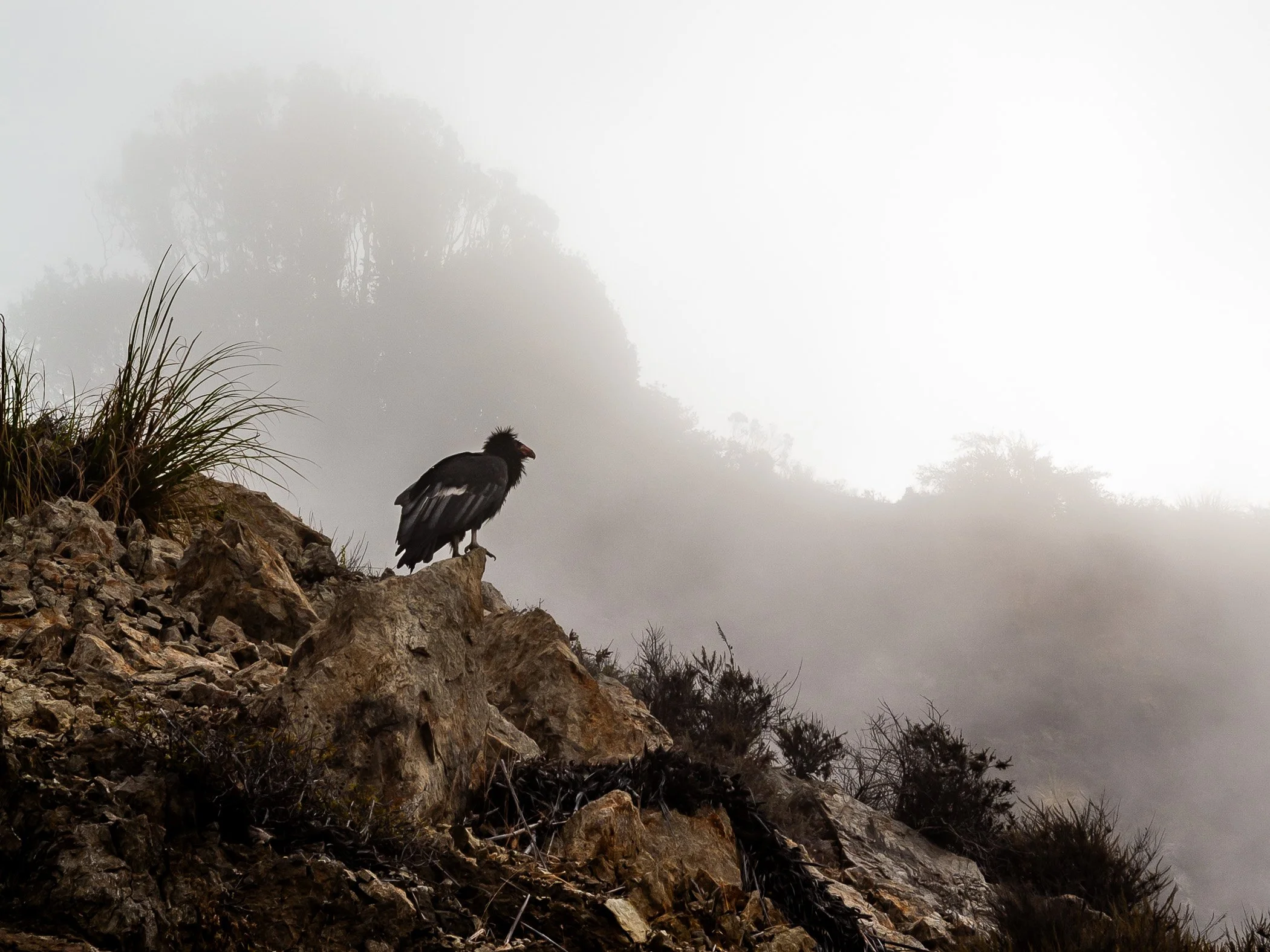 227_california_condor_sfw.jpg