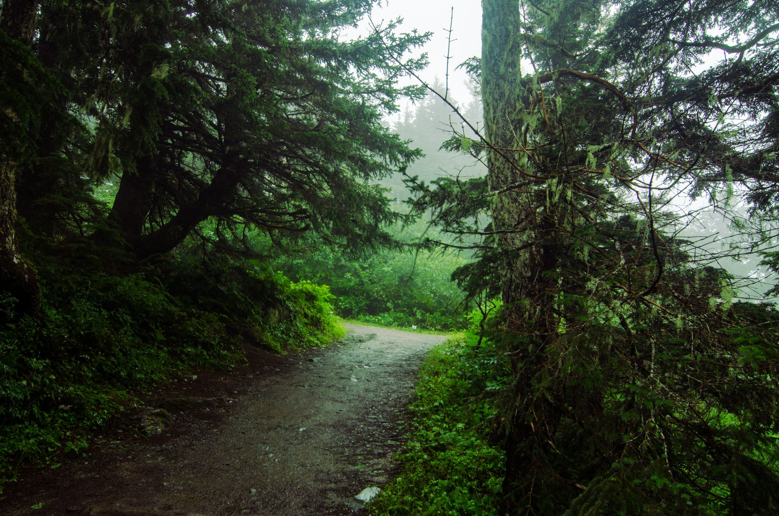 A trail leading through a pine tree forest