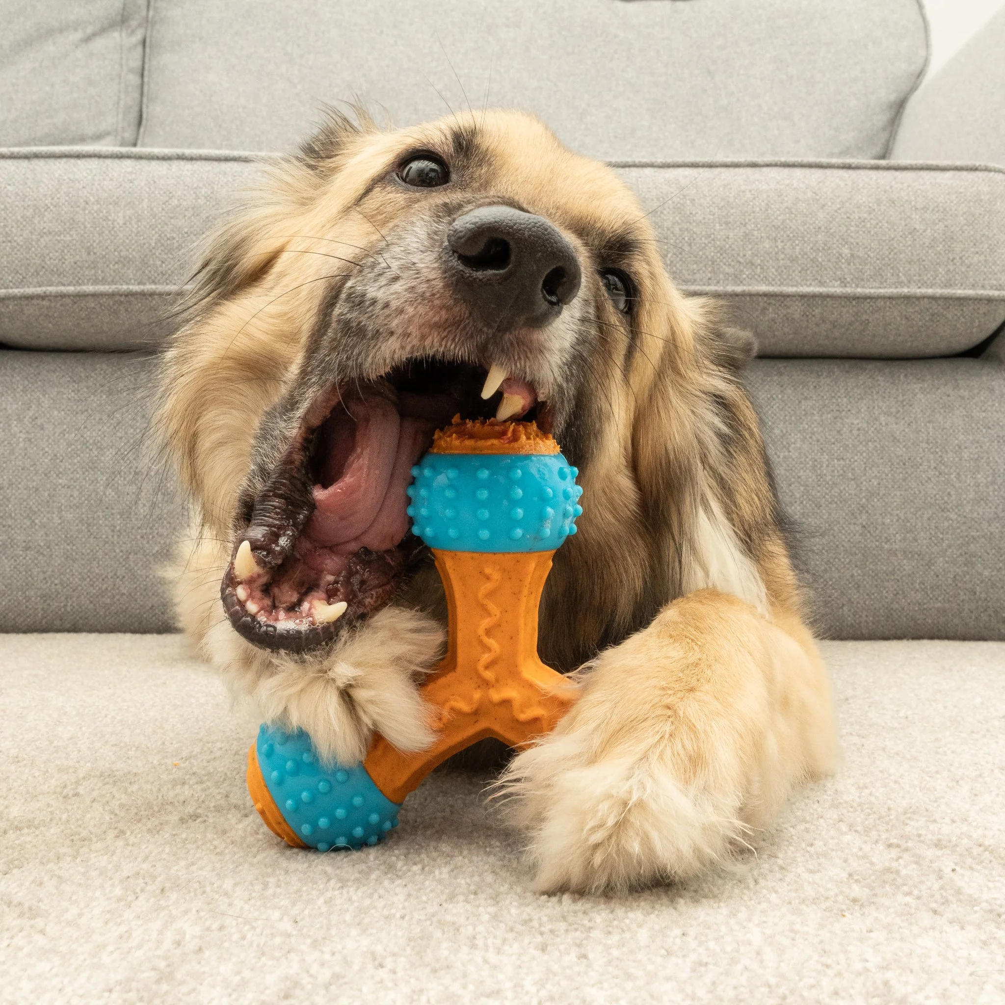 Commercial lifestyle photography capturing a golden-coloured dog enthusiastically playing with an orange and blue Bamboodles Giggler Bone. This close-up photograph highlights the interaction between dog and product, creating engaging advertising imag