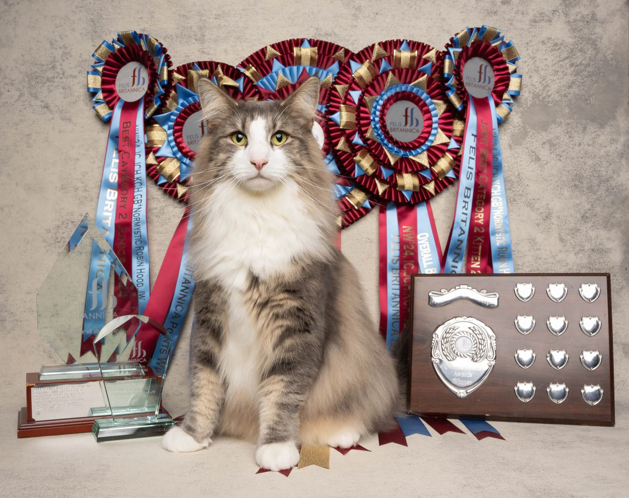 Felis Britannica Cat Shows - Portrait Photography