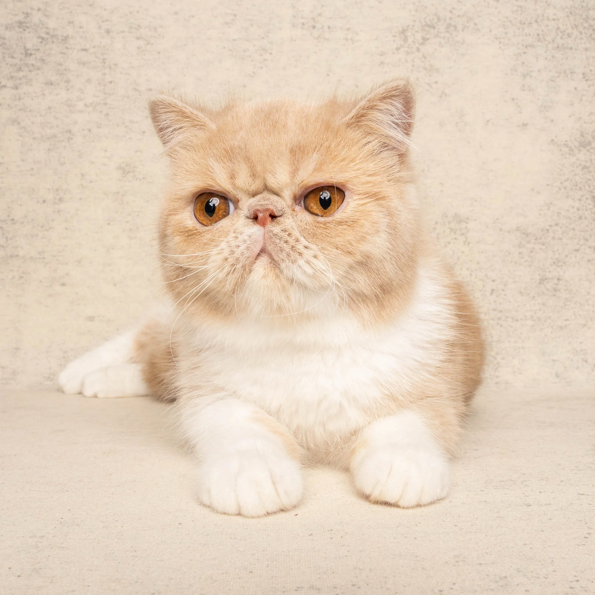 Professional portrait of a Exotic Shorthair cat at Felis Britannica Cat Show, captured by UK animal photographer Chris Knight of Knightpics Photography. Award-winning pedigree cat photographed in a live show environment.
