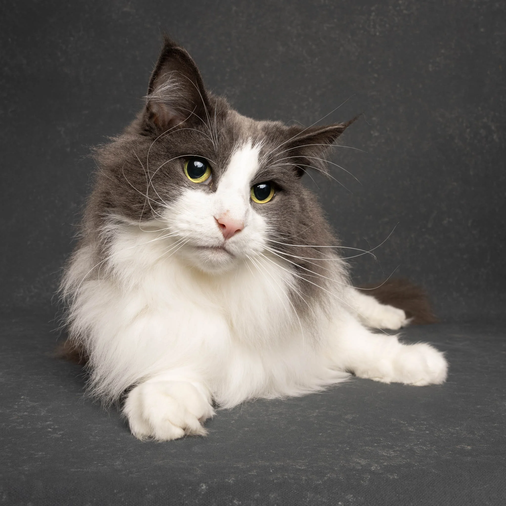 Professional portrait of a Norwegian Forest cat at Felis Britannica Cat Show, captured by UK animal photographer Chris Knight of Knightpics Photography. Award-winning pedigree cat photographed in a live show environment.