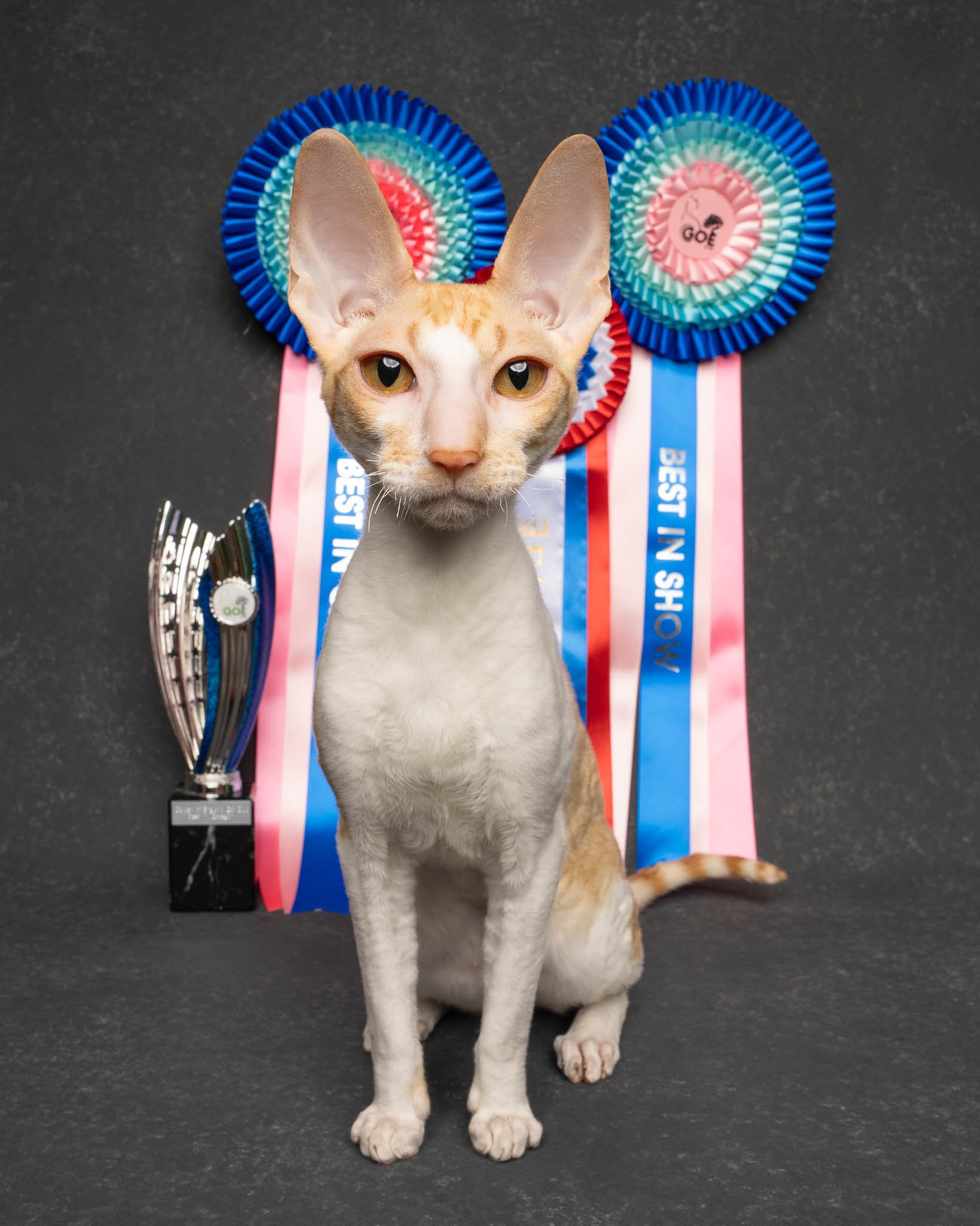 Professional portrait of a Cornish Rex cat at Felis Britannica Cat Show, captured by UK animal photographer Chris Knight of Knightpics Photography. Award-winning pedigree cat photographed with trophy and rosettes in a live show environment.