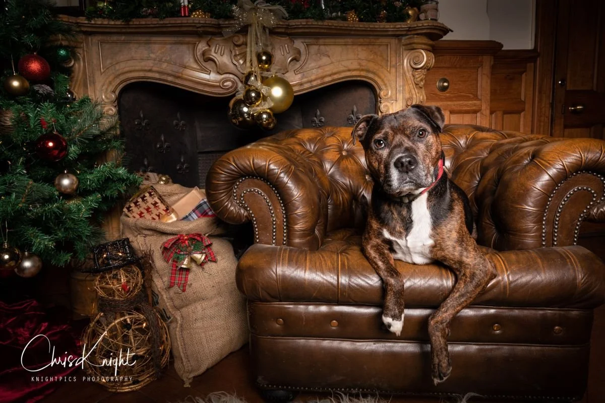 Battersea Santa Paws Event raises £3.8k