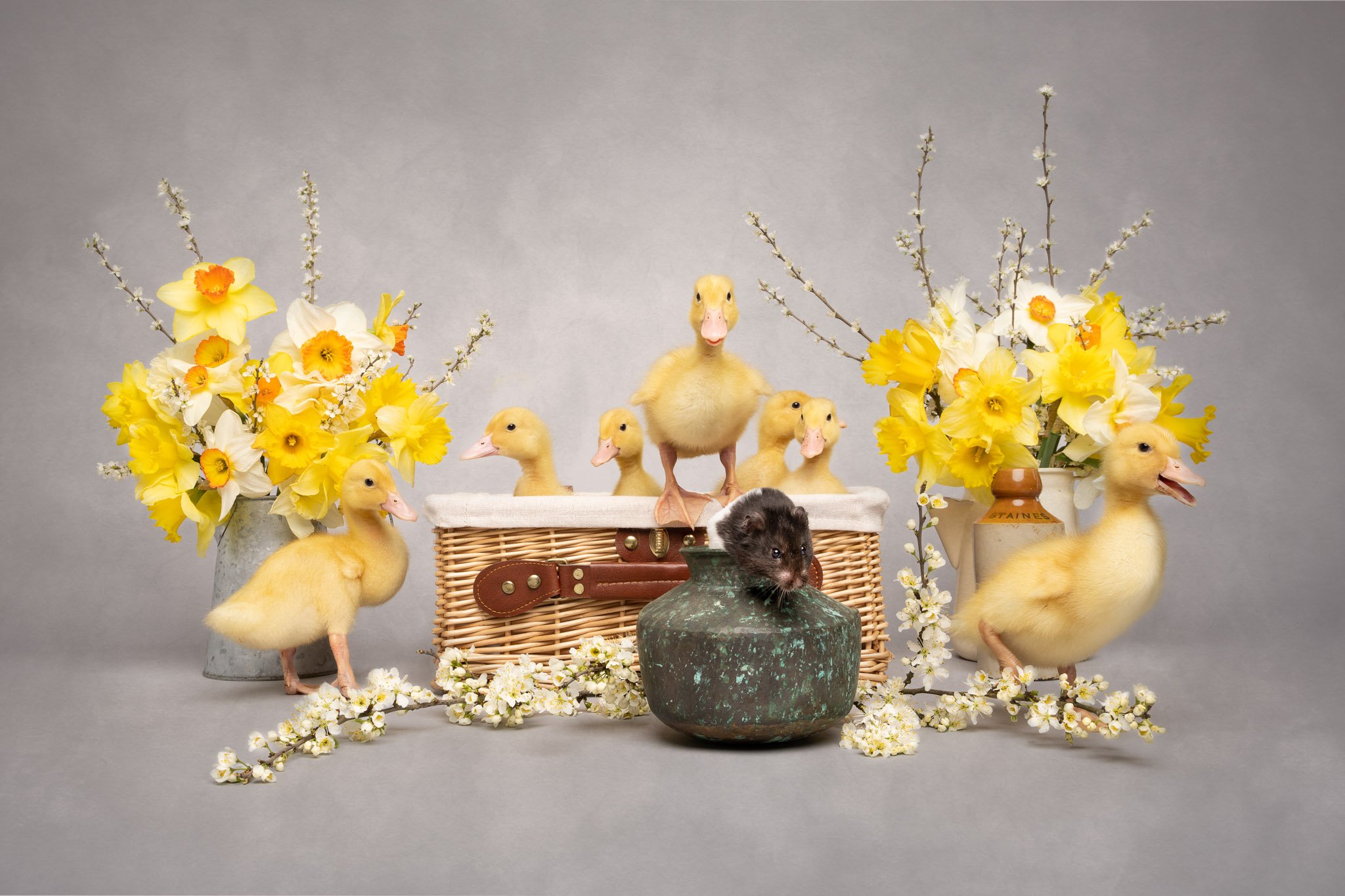 Fine art studio portrait of ducklings in a basket with a hamster in front, surrounded by daffodils and blossom branches