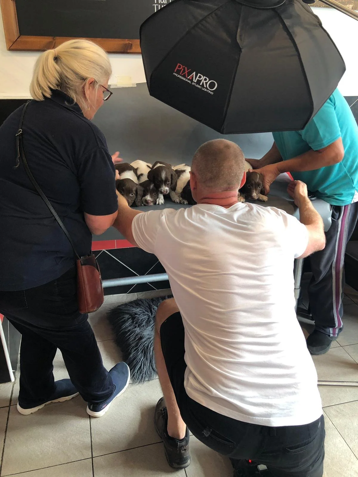 Chris Knight and assistants in the studio photographing a line of Springer Spaniel puppies