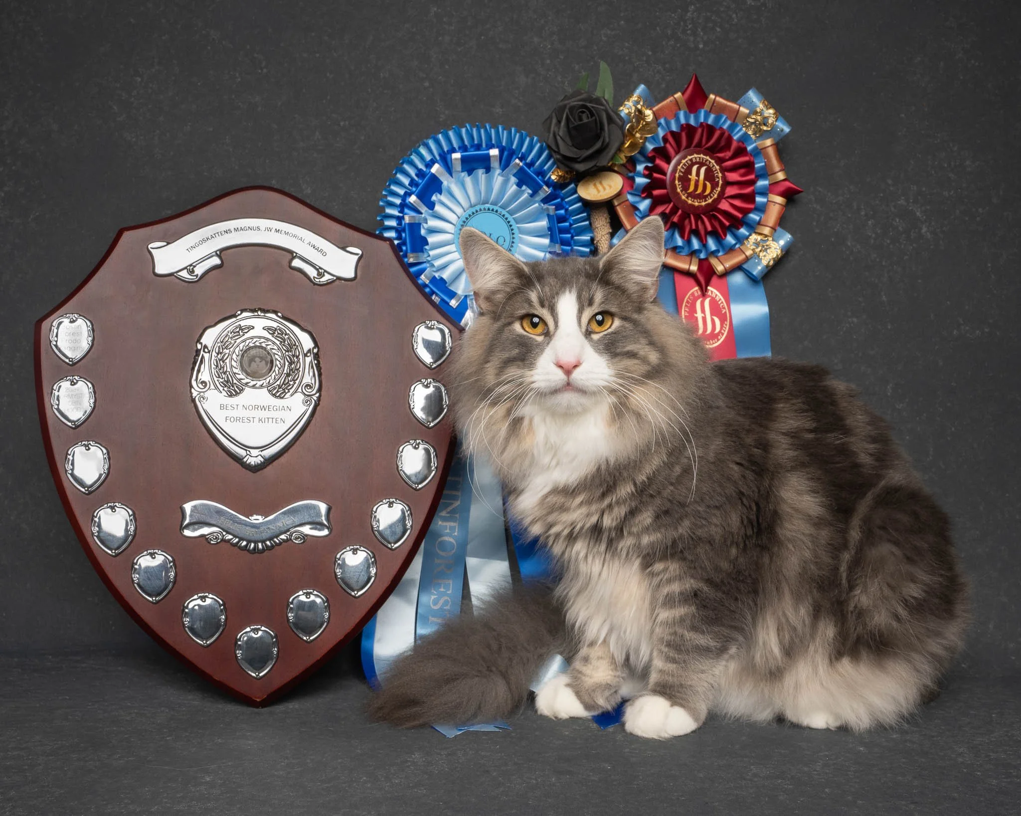 Professional portrait of a Norwegian Forest cat at Felis Britannica Cat Show, captured by UK animal photographer Chris Knight of Knightpics Photography. Award-winning pedigree cat photographed with trophy and rosettes in a live show environment.