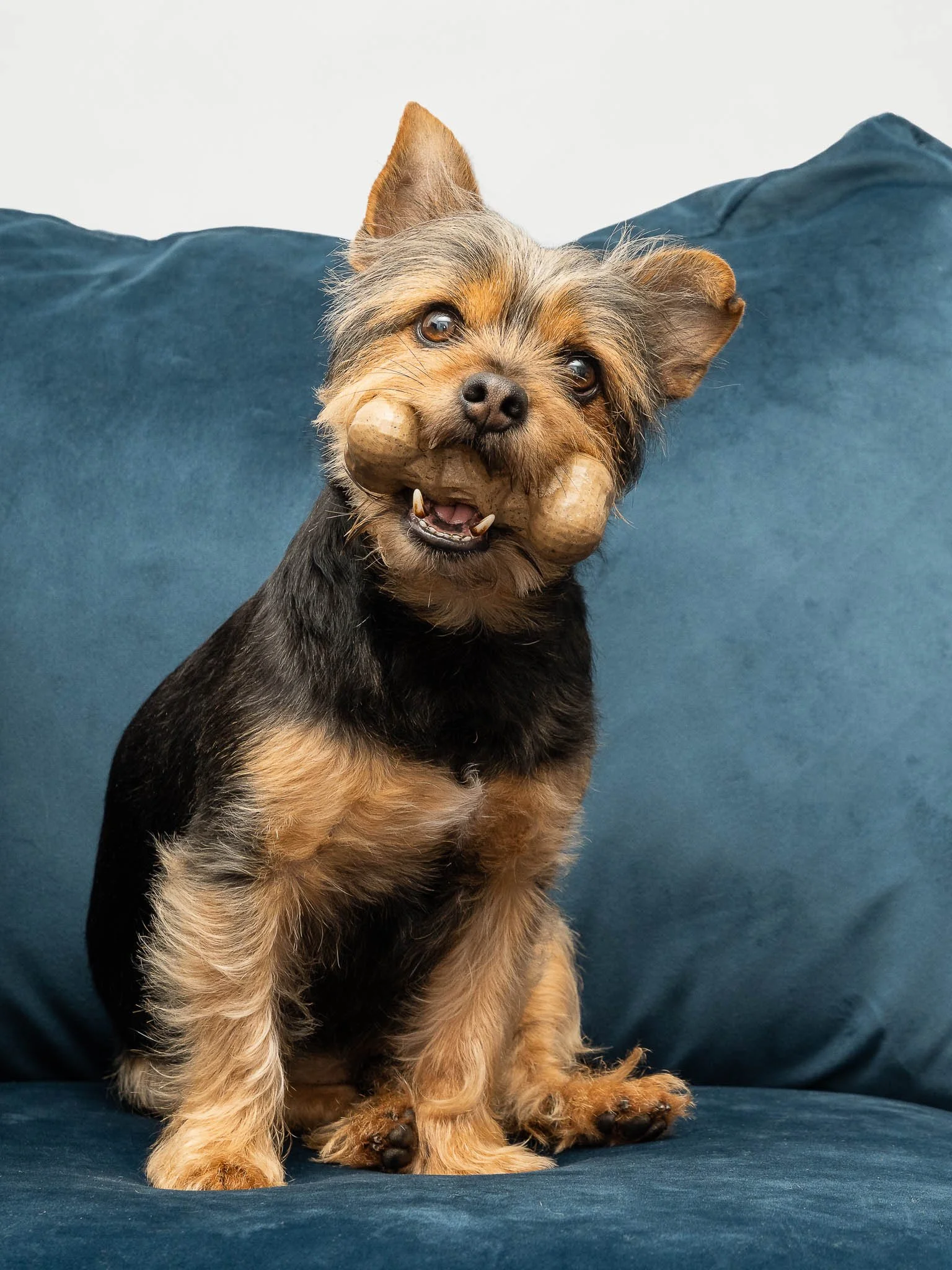 Professional lifestyle photography of a small black and tan terrier sitting on a blue sofa with a Bamboodles chew toy, creating engaging imagery for pet product marketing and advertising.