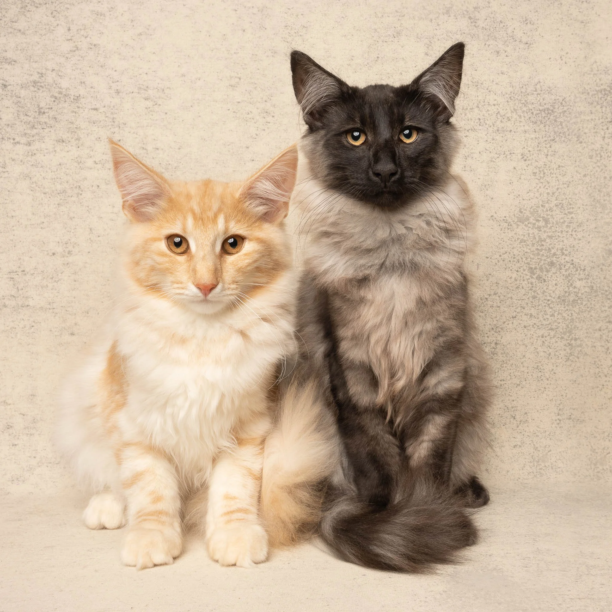 Professional portrait of two Maine Coon Kittens  at Felis Britannica Cat Show, captured by UK animal photographer Chris Knight of Knightpics Photography. Award-winning pedigree cat photographed in a live show environment.