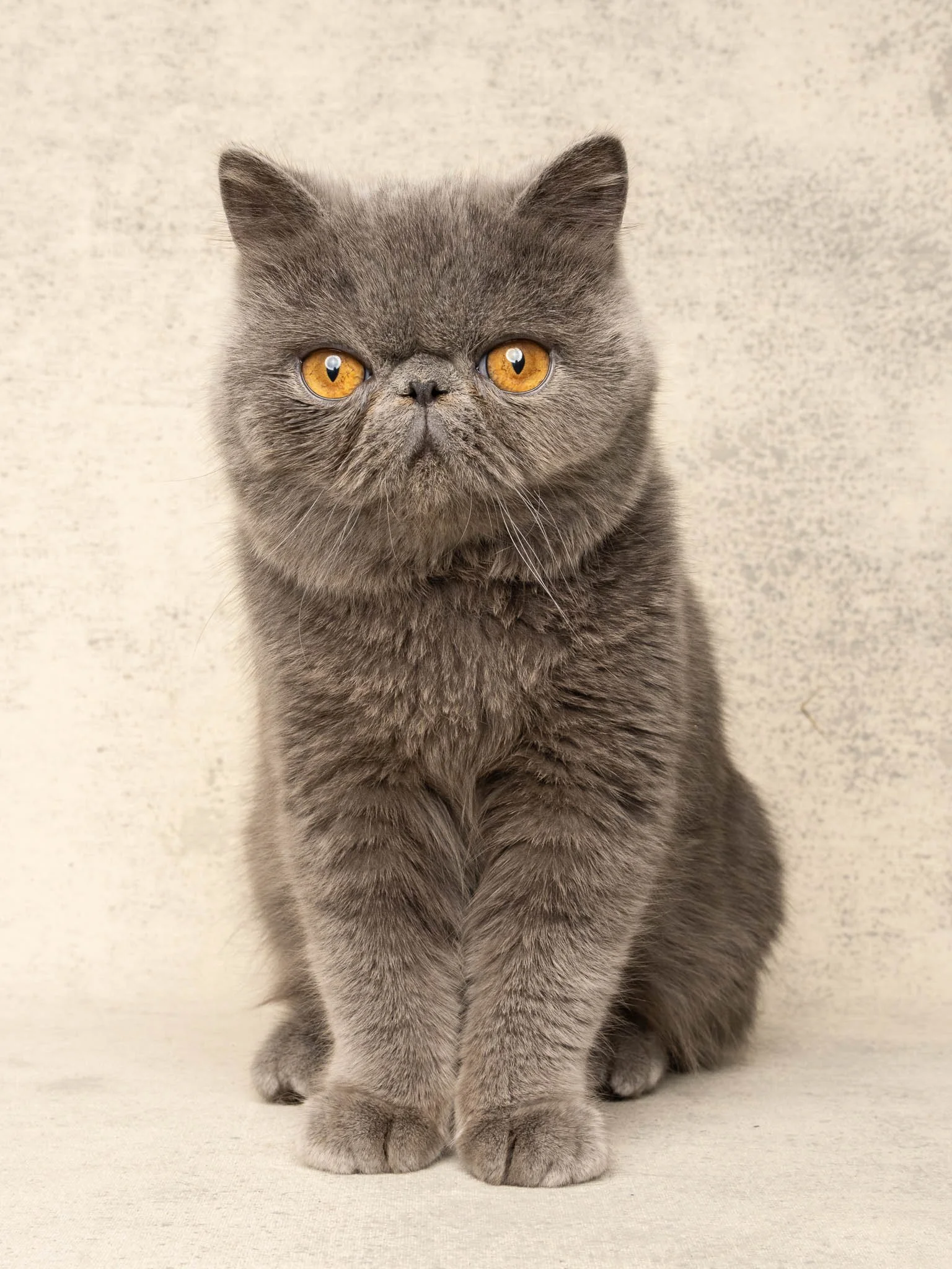 Professional portrait of a Exotic Shorthair cat at Felis Britannica Cat Show, captured by UK animal photographer Chris Knight of Knightpics Photography. Award-winning pedigree cat photographed in a live show environment.