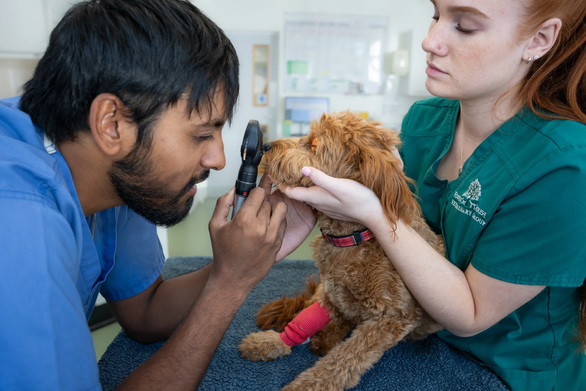 Commercial veterinary photography capturing a male veterinary surgeon and female veterinary nurse examining a small brown dog during a consultation at Forest House Vets in Windsor. This natural, documentary-style image highlights teamwork, patient ca