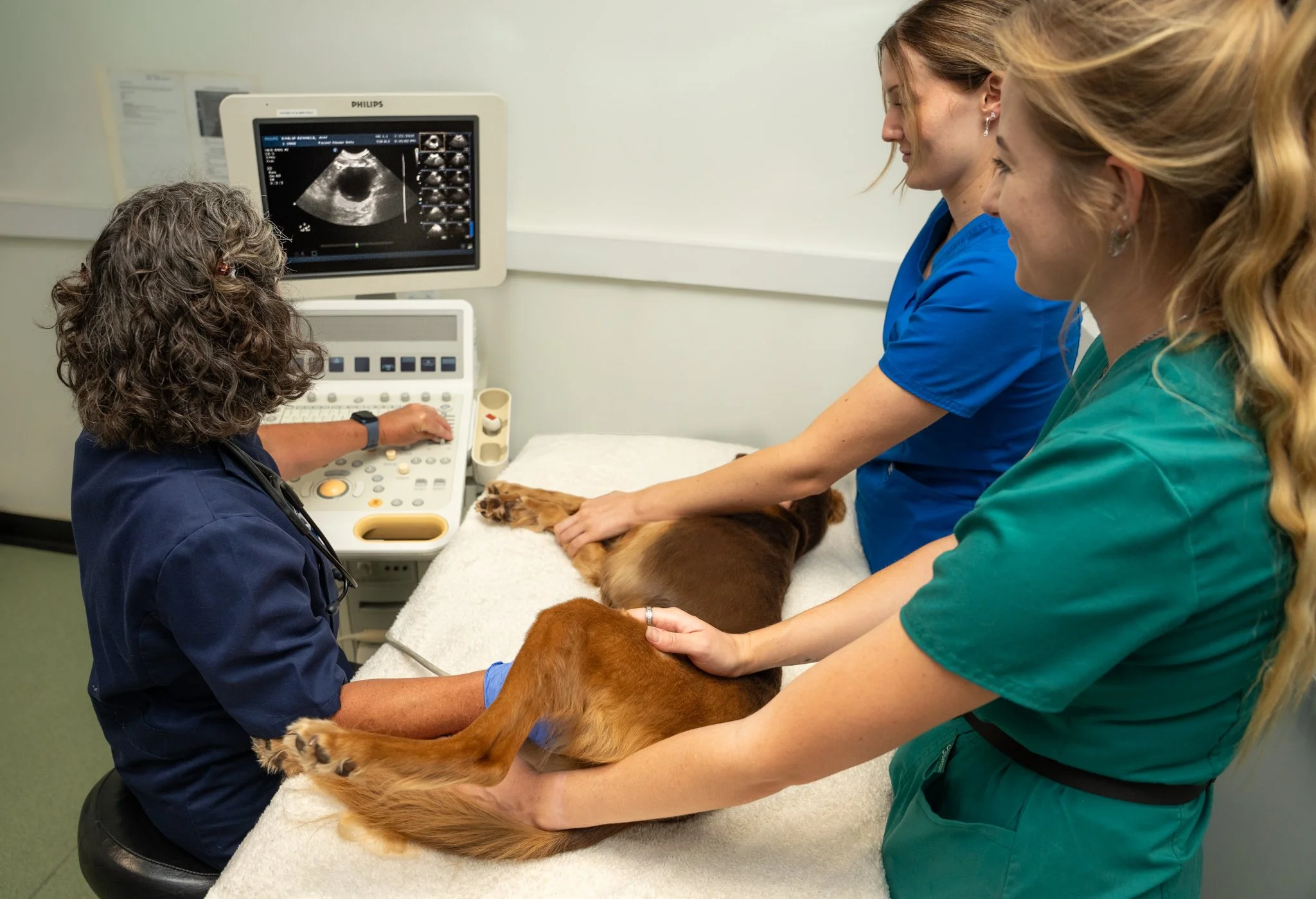 Professional veterinary photography showing a dog undergoing an ultrasound examination with veterinary staff at Forest House Vets in Windsor. Captured as part of a commercial marketing photography project, this image documents the diagnostic equipmen