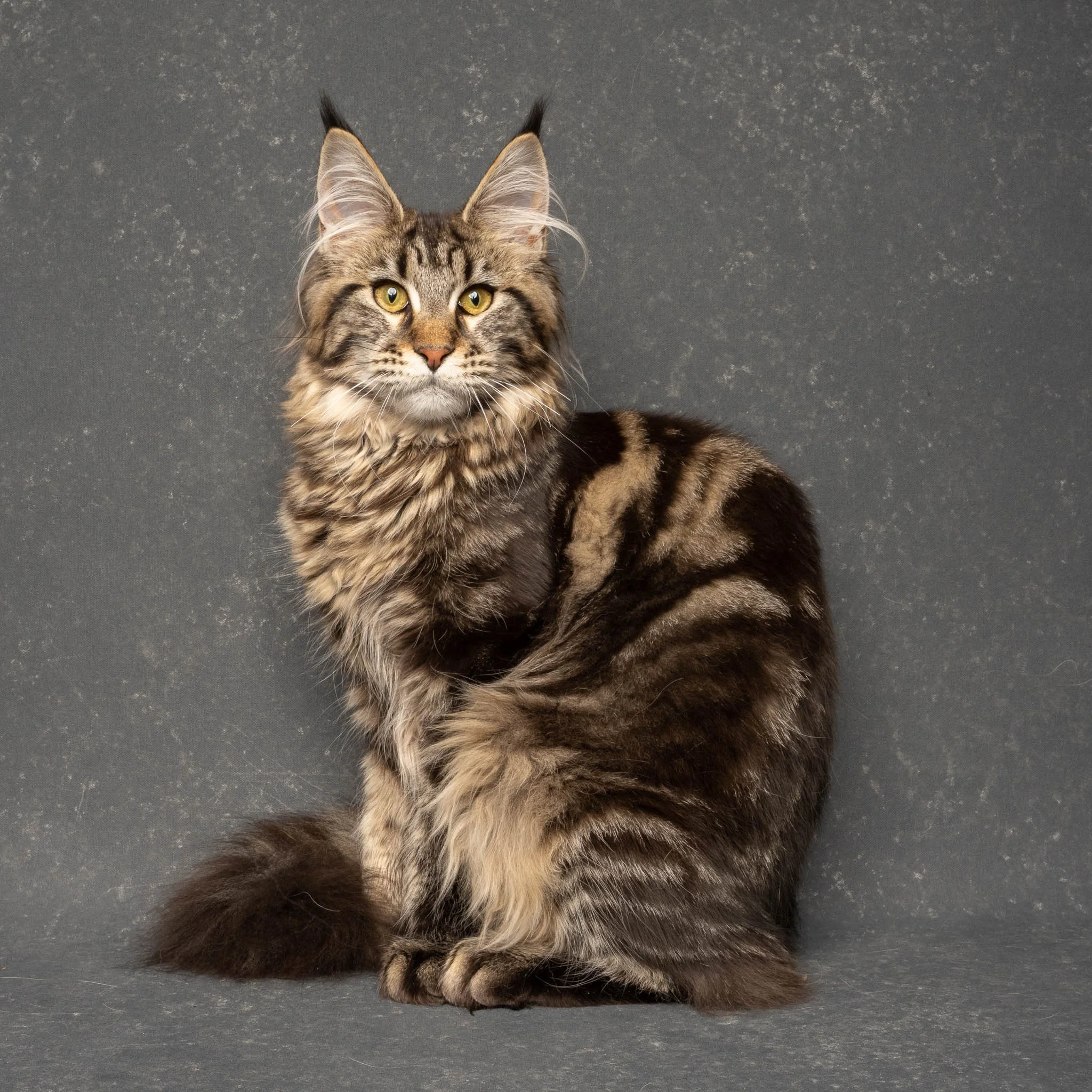 Professional portrait of a Maine Coon Kitten at Felis Britannica Cat Show, captured by UK animal photographer Chris Knight of Knightpics Photography. Award-winning pedigree cat photographed in a live show environment.