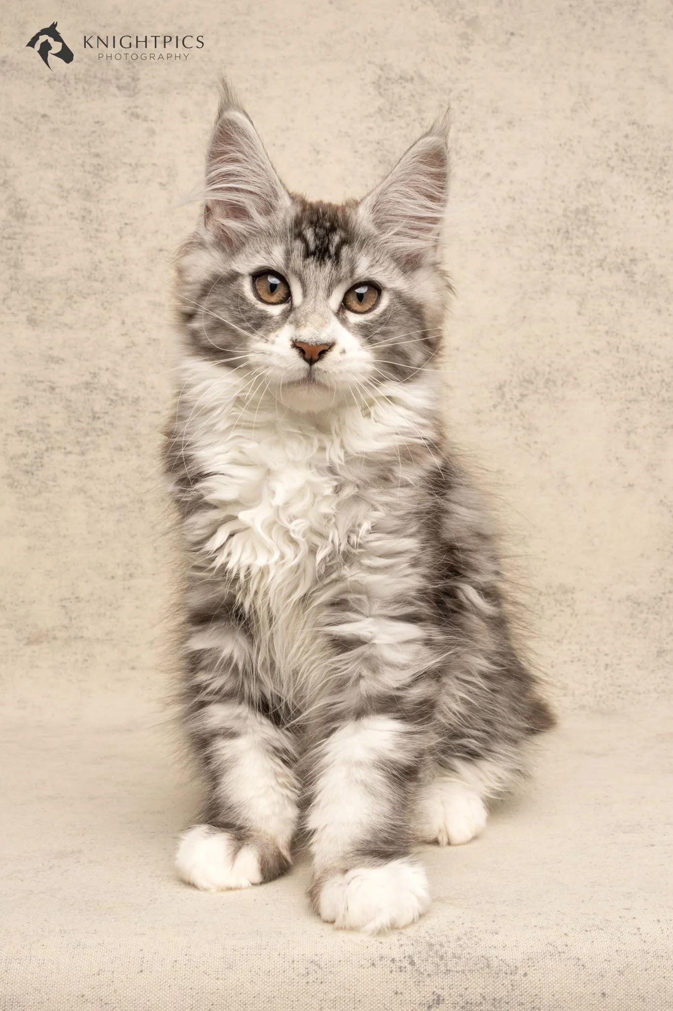 Elegant studio portrait of a Maine Coon kitten sat on a cream textured backdrop, showcasing KnightPics Photography’s skill in creating fine art cat portraits with careful attention to lighting, styling, and compositional detail for both private and c