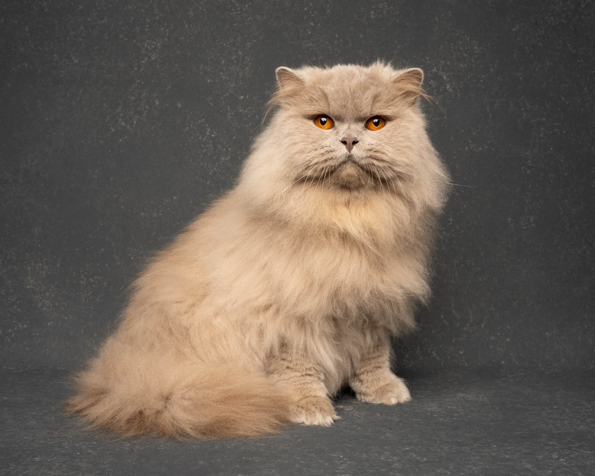 Professional portrait of a British Longhair cat at Felis Britannica Cat Show, captured by UK animal photographer Chris Knight of Knightpics Photography. Award-winning pedigree cat photographed in a live show environment.