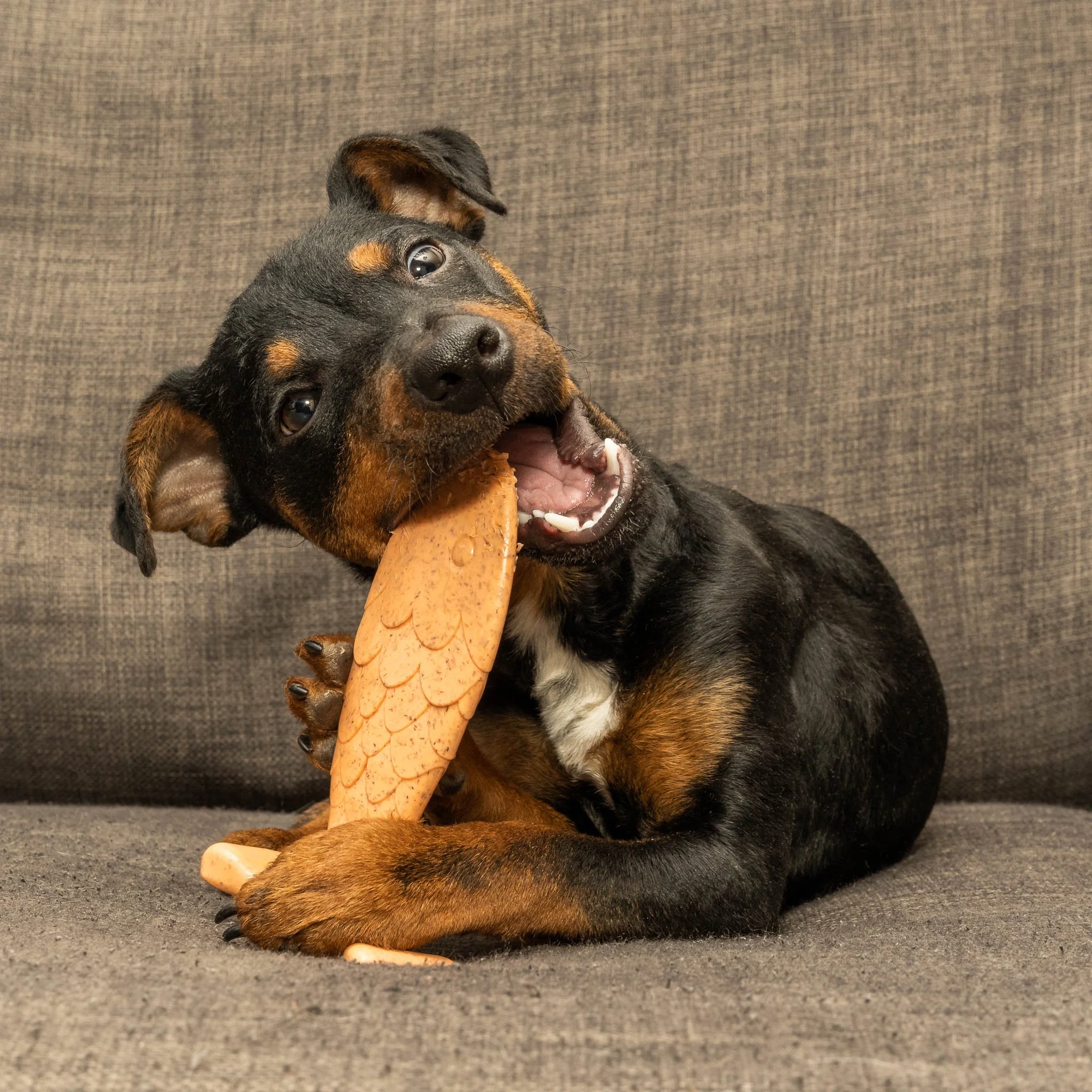 Commercial lifestyle photography of a Terrier puppy enjoying an orange Bamboodles Fish Chew, demonstrating the product in use through engaging, professionally captured animal photography.